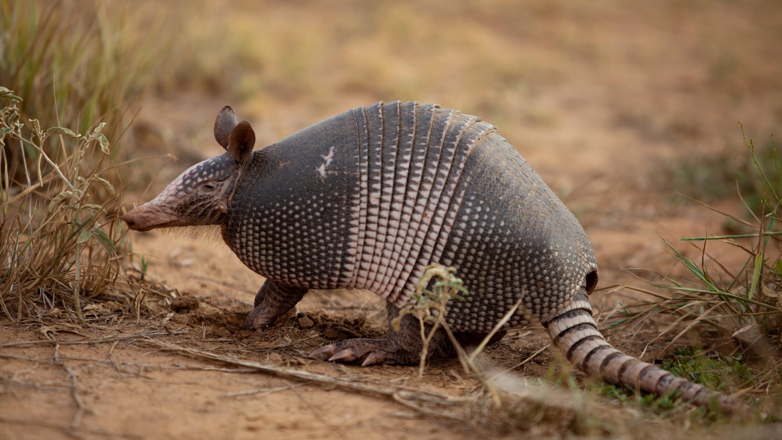 Armadillo Wallpapers 8K