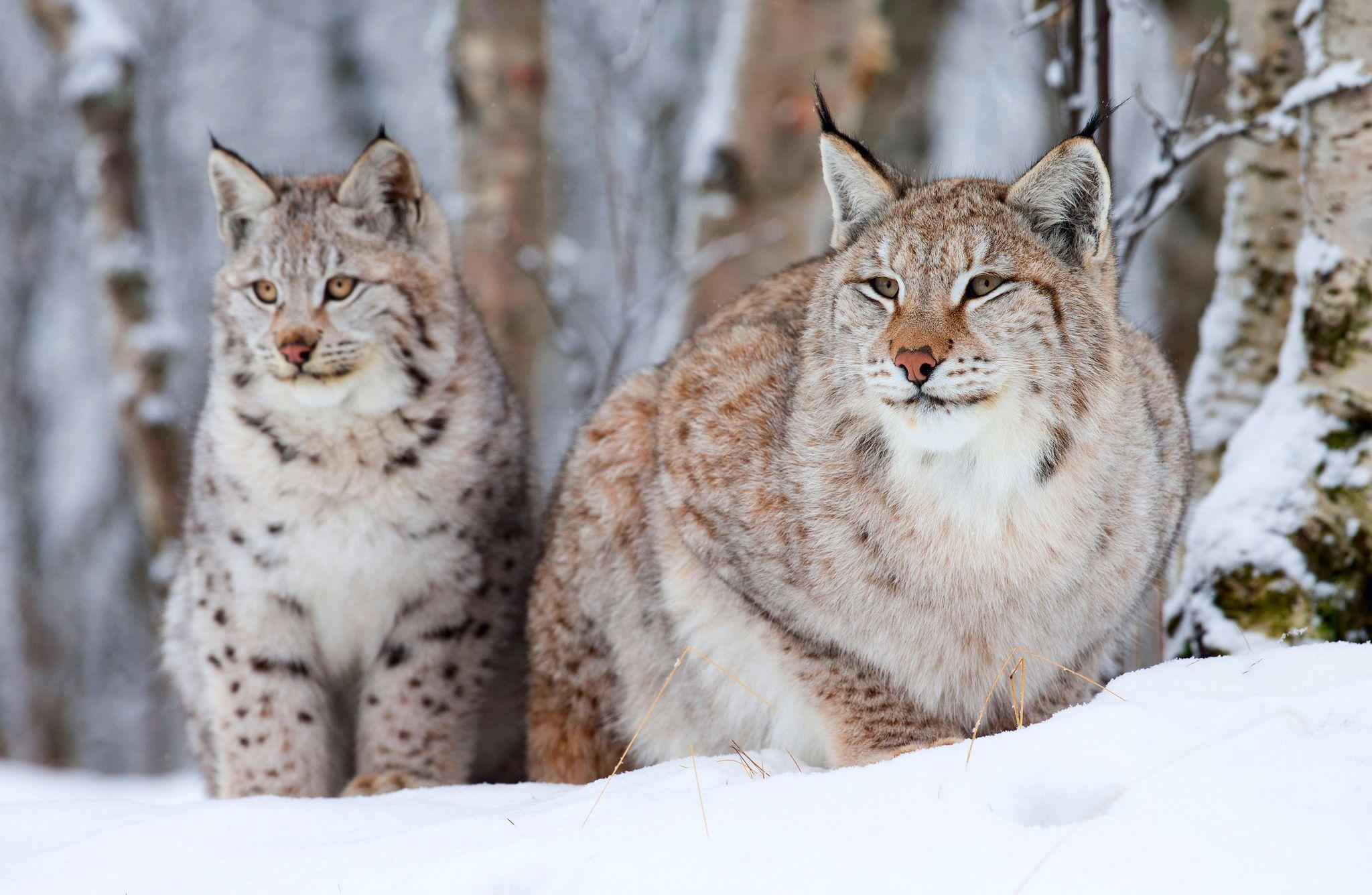 21 Bobcat HD Wallpapers