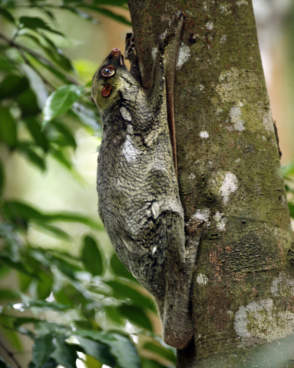 Colugos