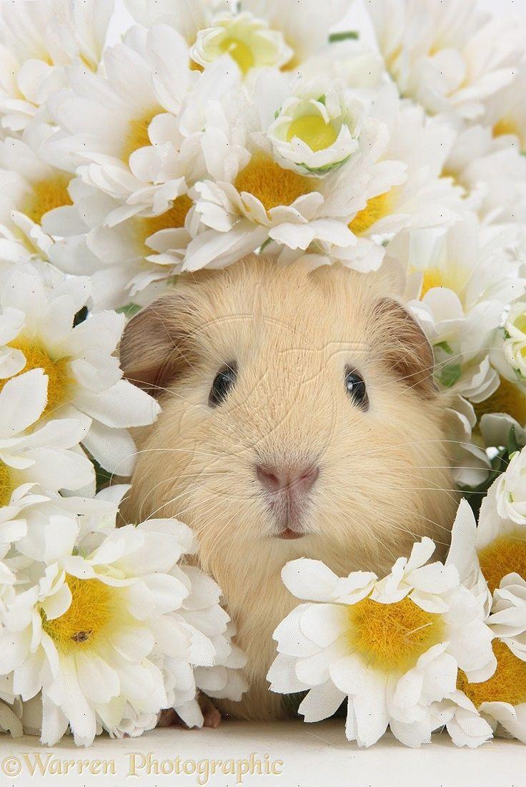 644 best image about Guinea Pig love