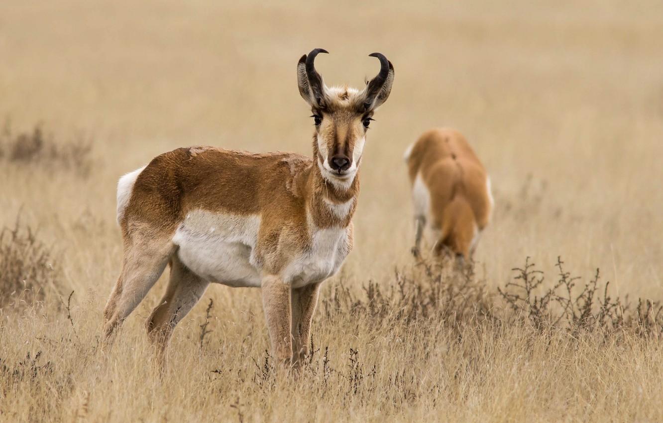 Wallpapers grass, nature, horns, antelope, pronghorn image