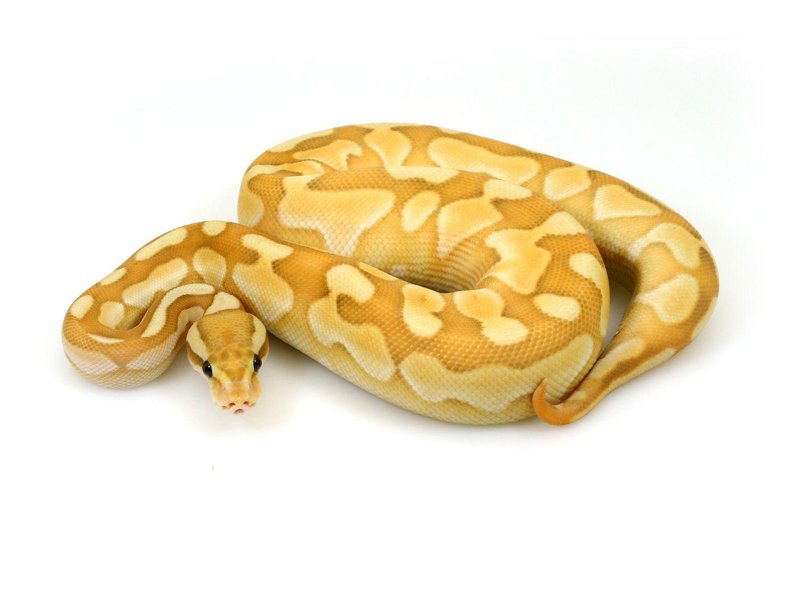 Pin on Ball python