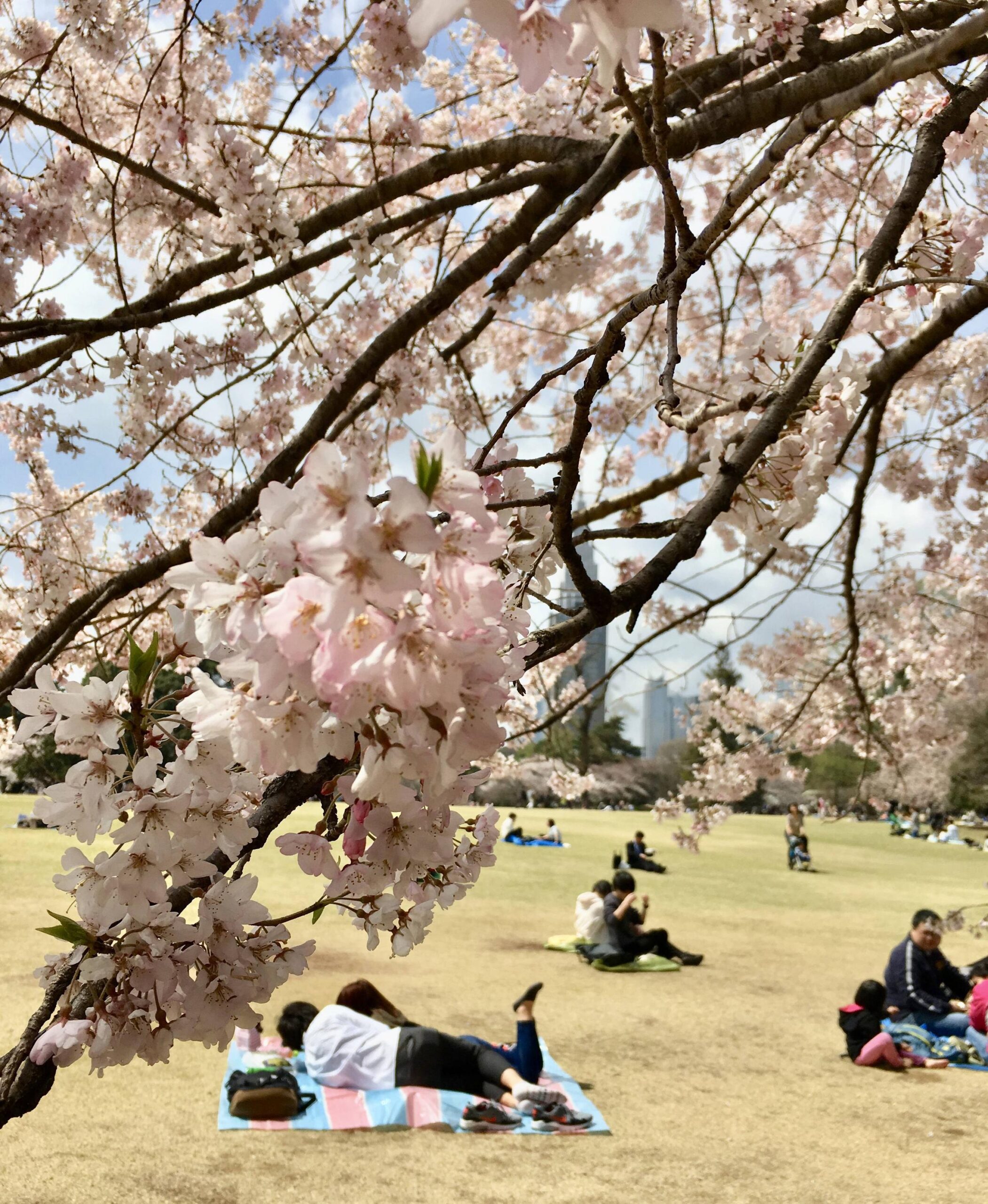 Cherry Blossom Viewing at Shinjuku Gyoen E – Jet. Set. GO!