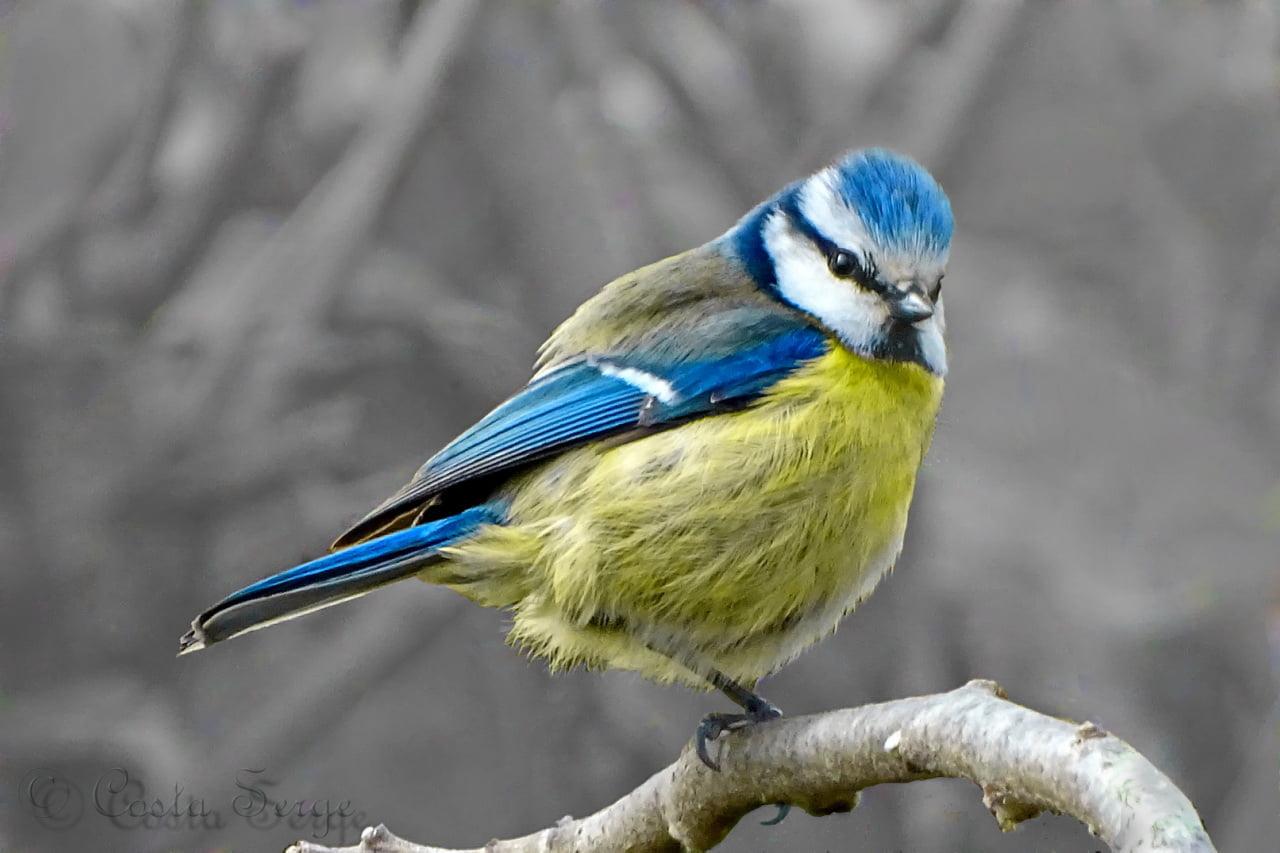 Blue, white, and yellow Finch HD wallpapers