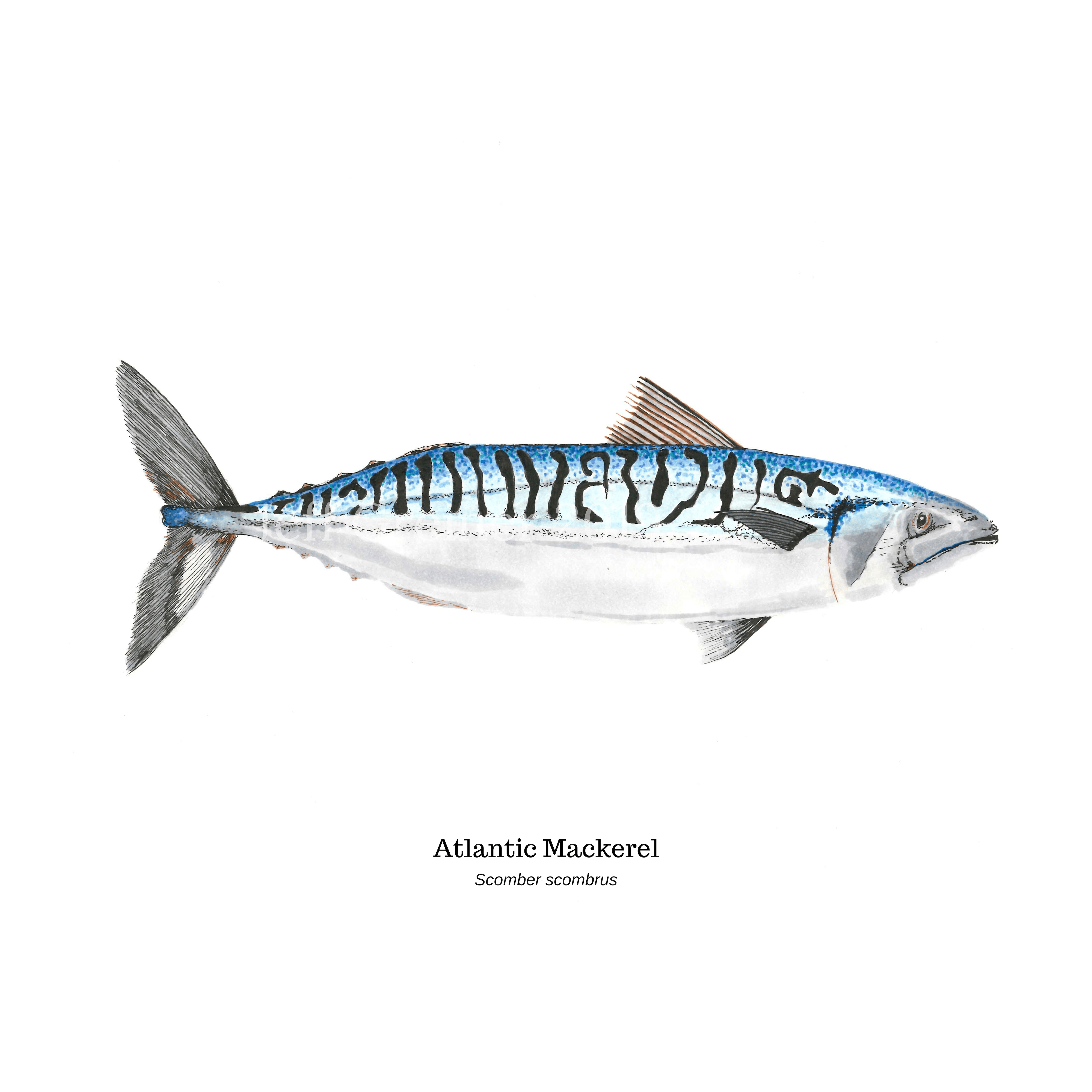 Atlantic Mackerel