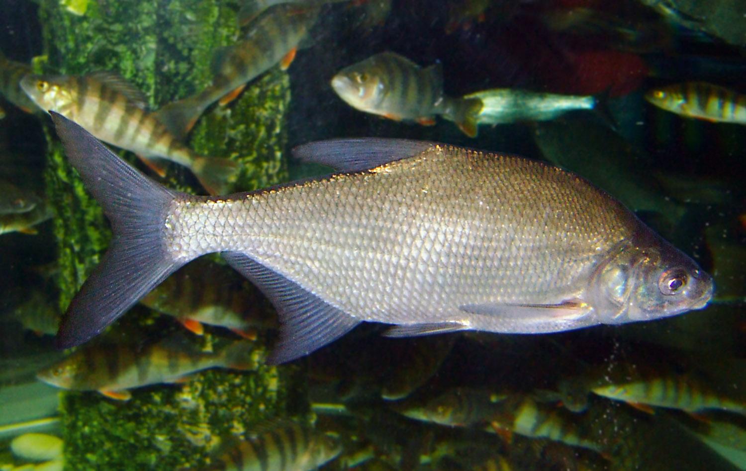 Common bream