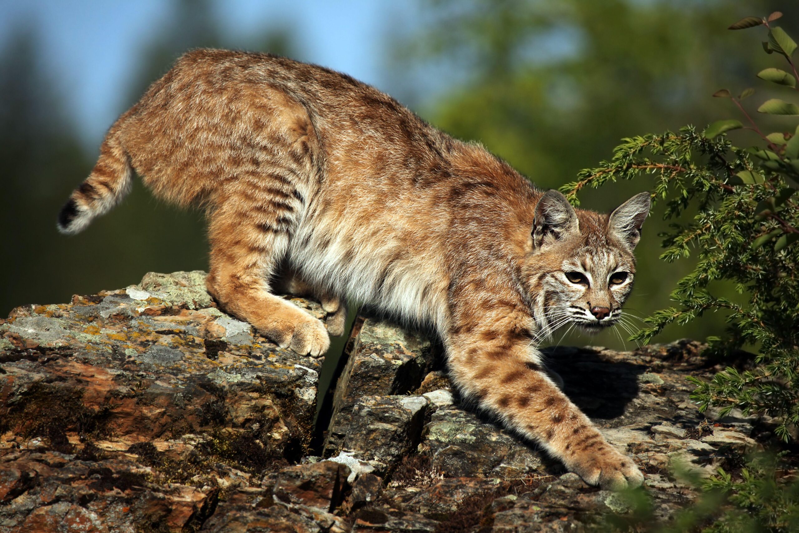 Bobcat Image