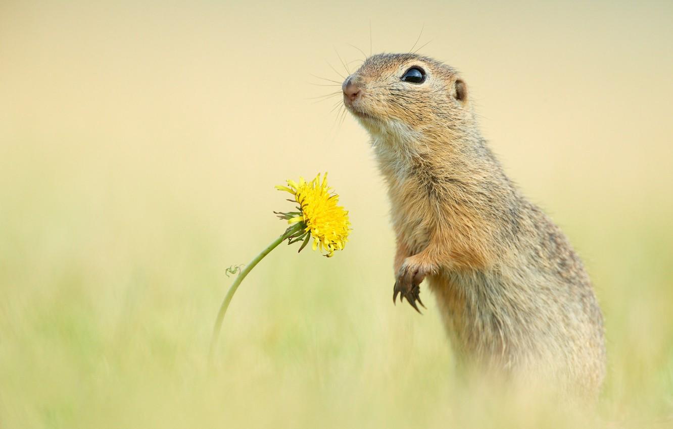 Wallpapers flower, background, dandelion, rodent, Gopher