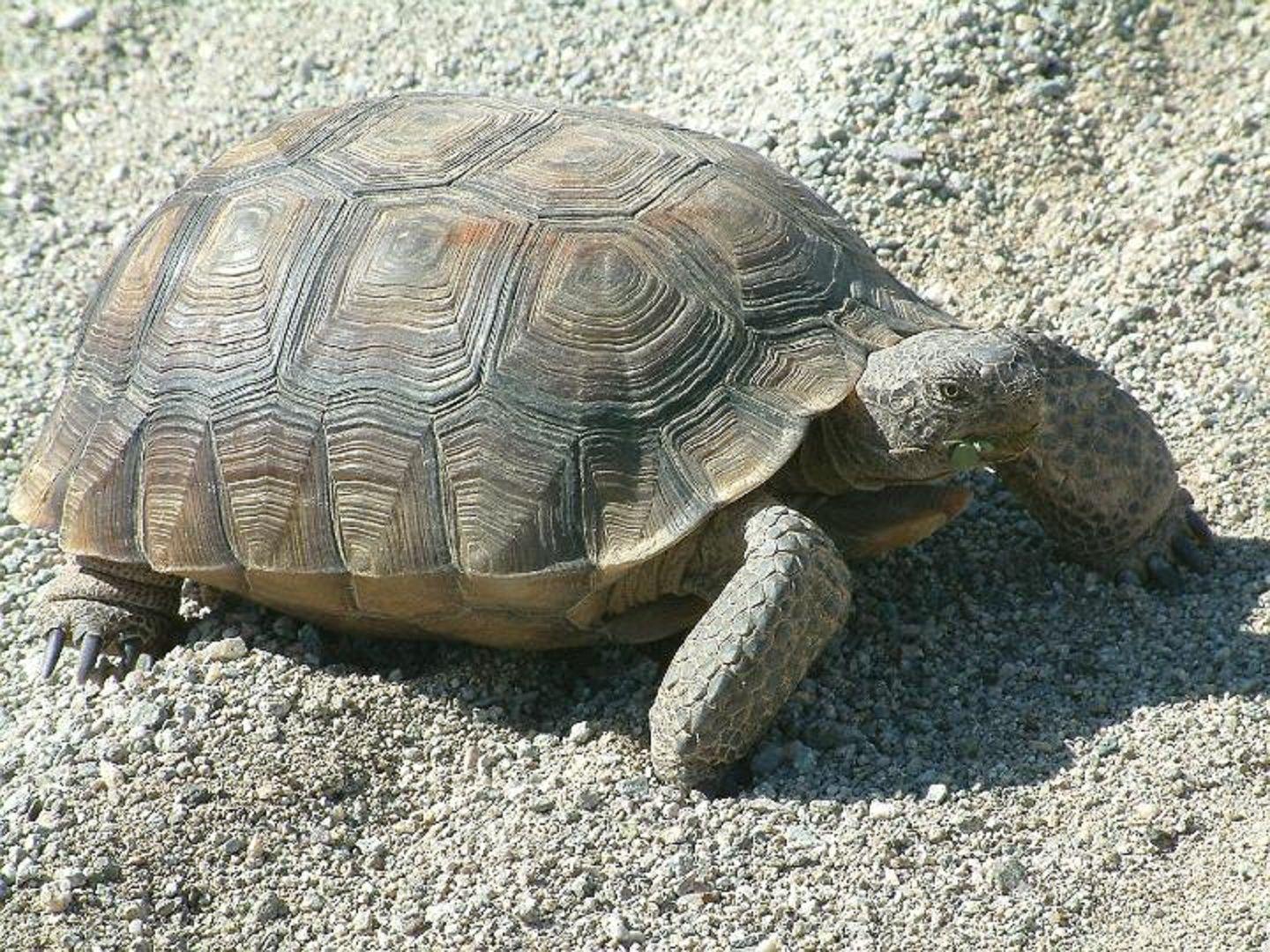 Tortoise Wallpapers Hd