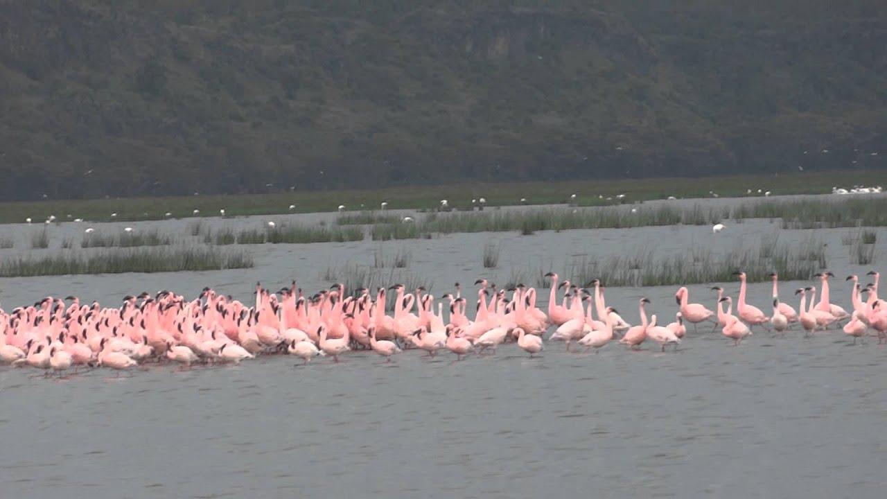 FLAMINGOS dancing at Lake Nakuru