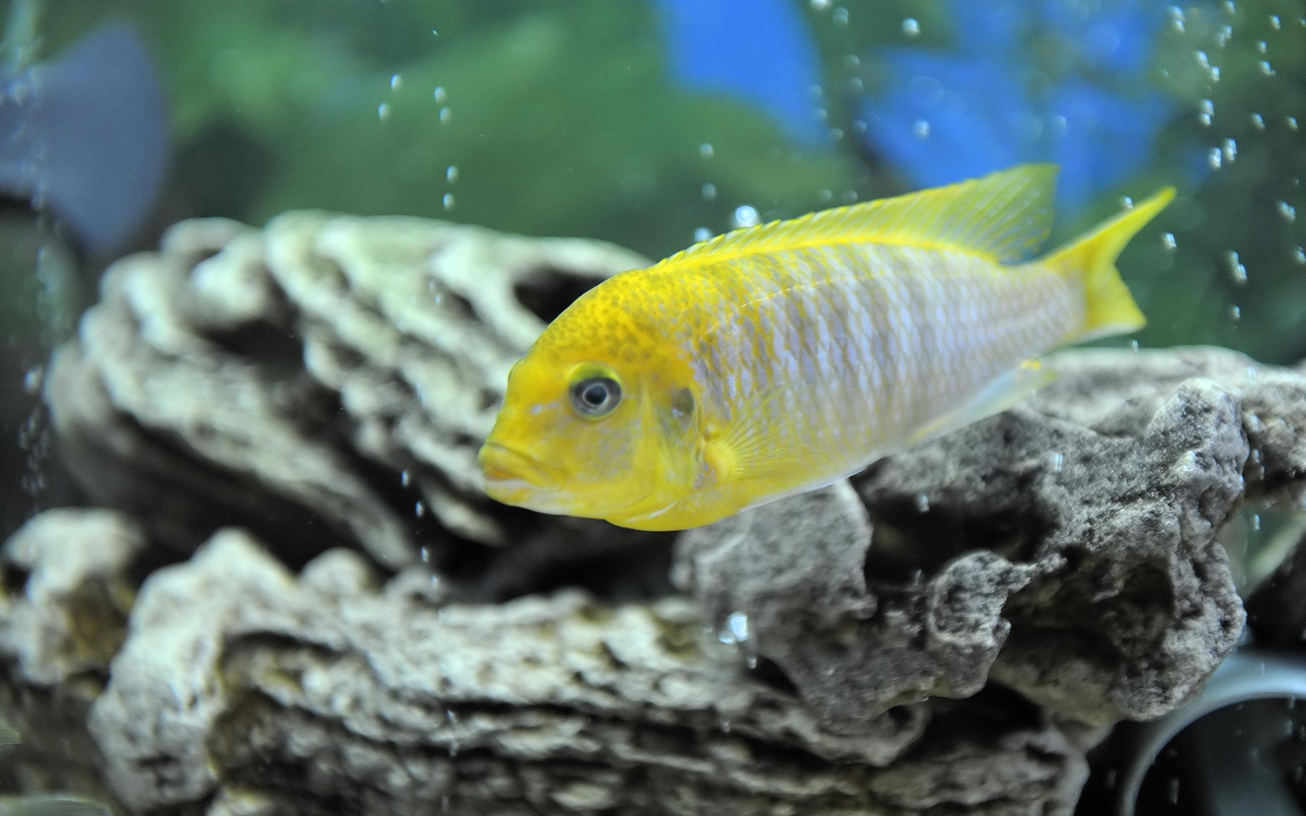 Malawi Aggressive Cichlid Hd Wallpapers