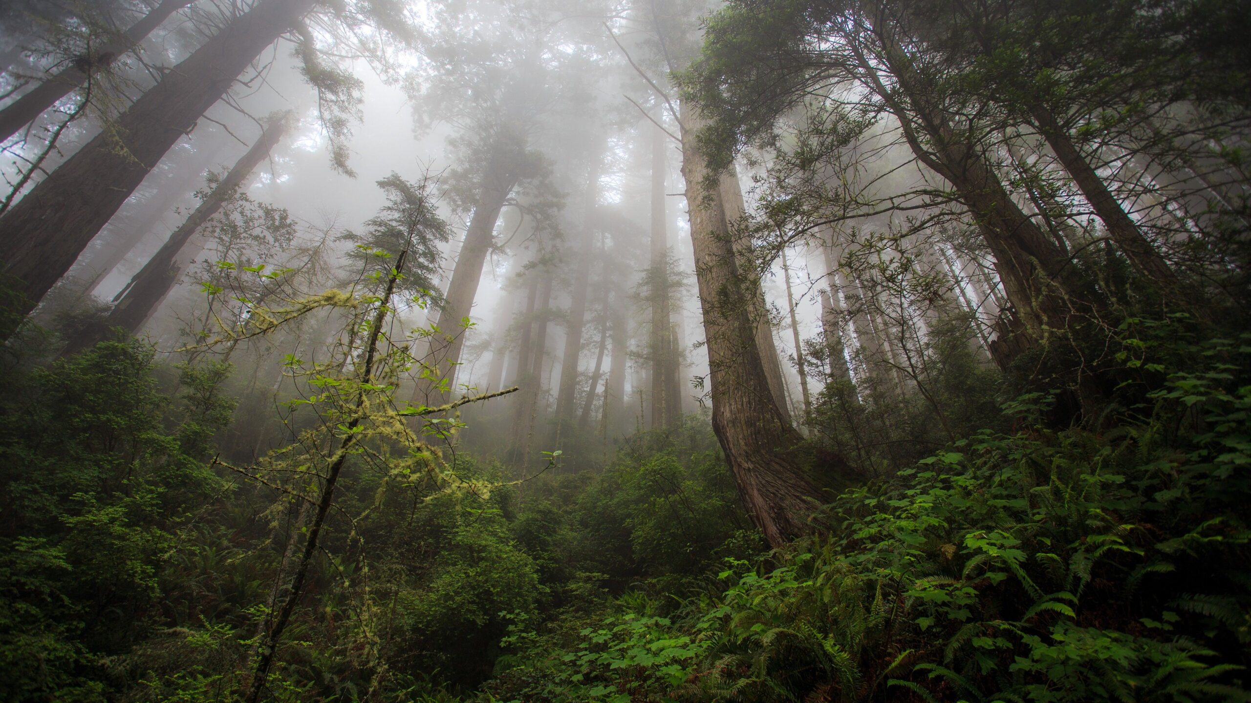 Wallpapers fog, 4k, HD wallpaper, forest, green, plants, Nature