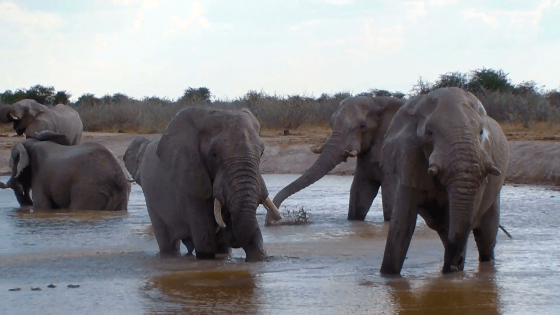 Elephant family bathing action in a waterhole. Nxai Pan National