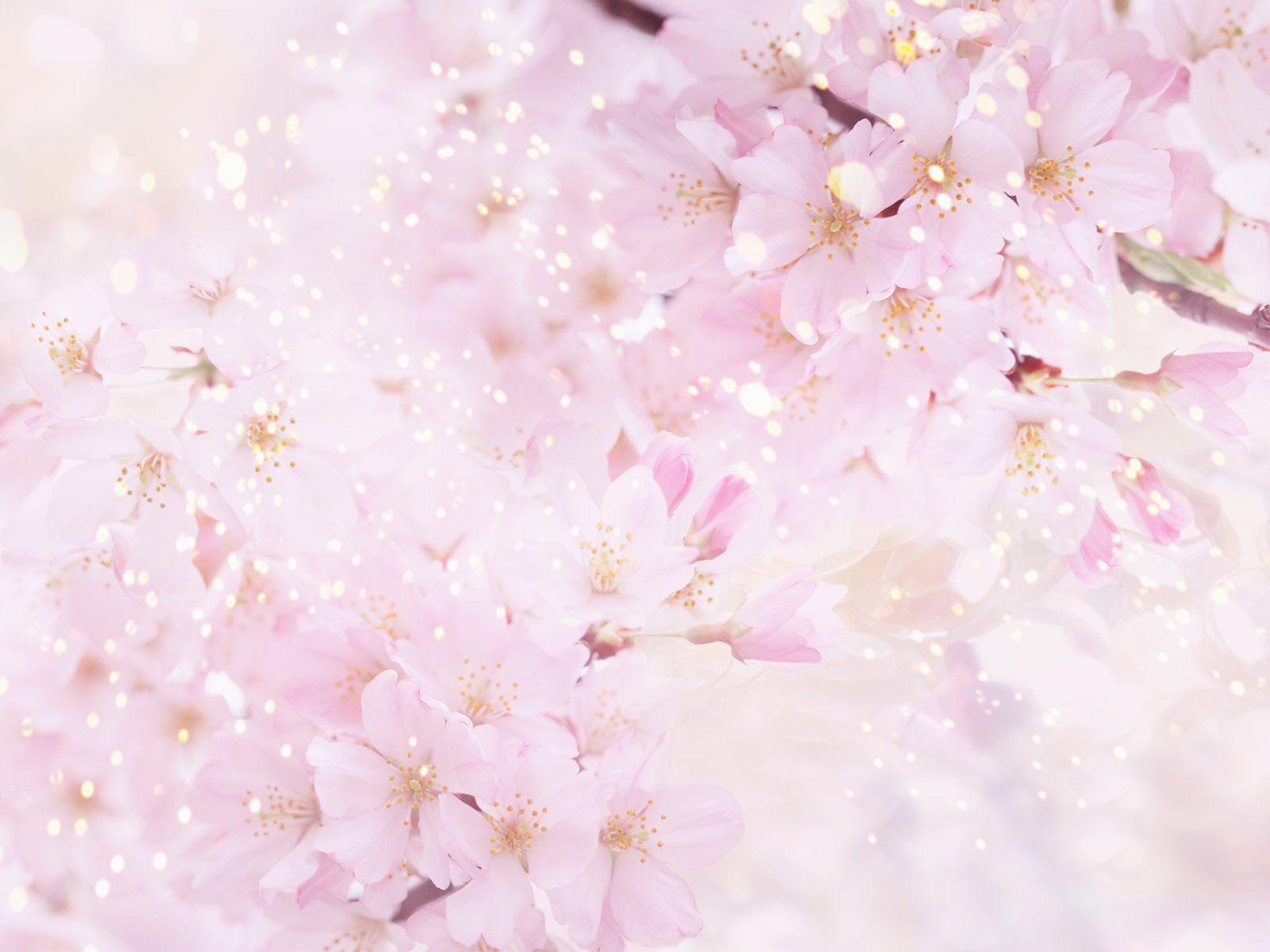 Anime Cherry Blossom Wallpapers Image & Pictures