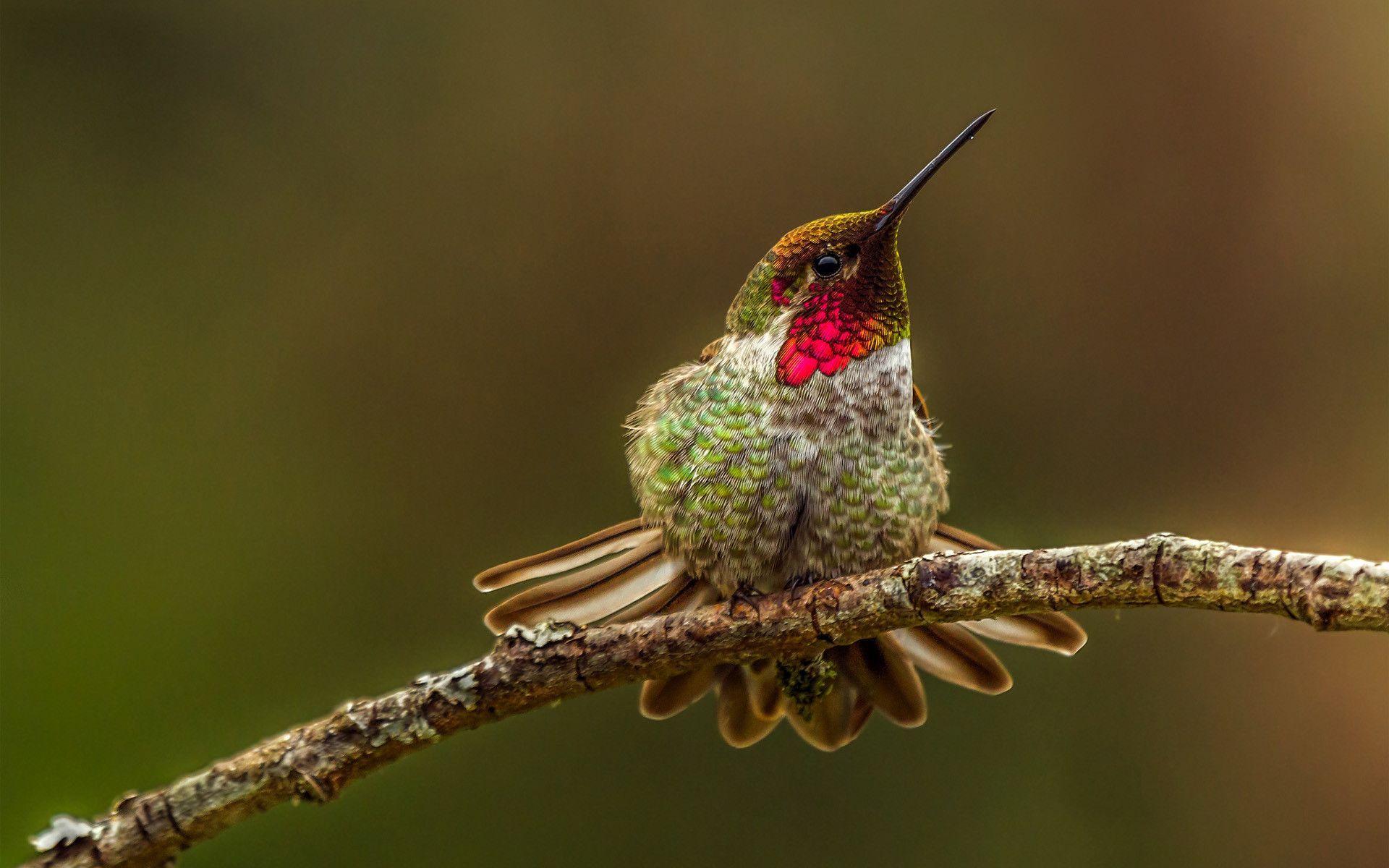 hummingbird wallpapers hd