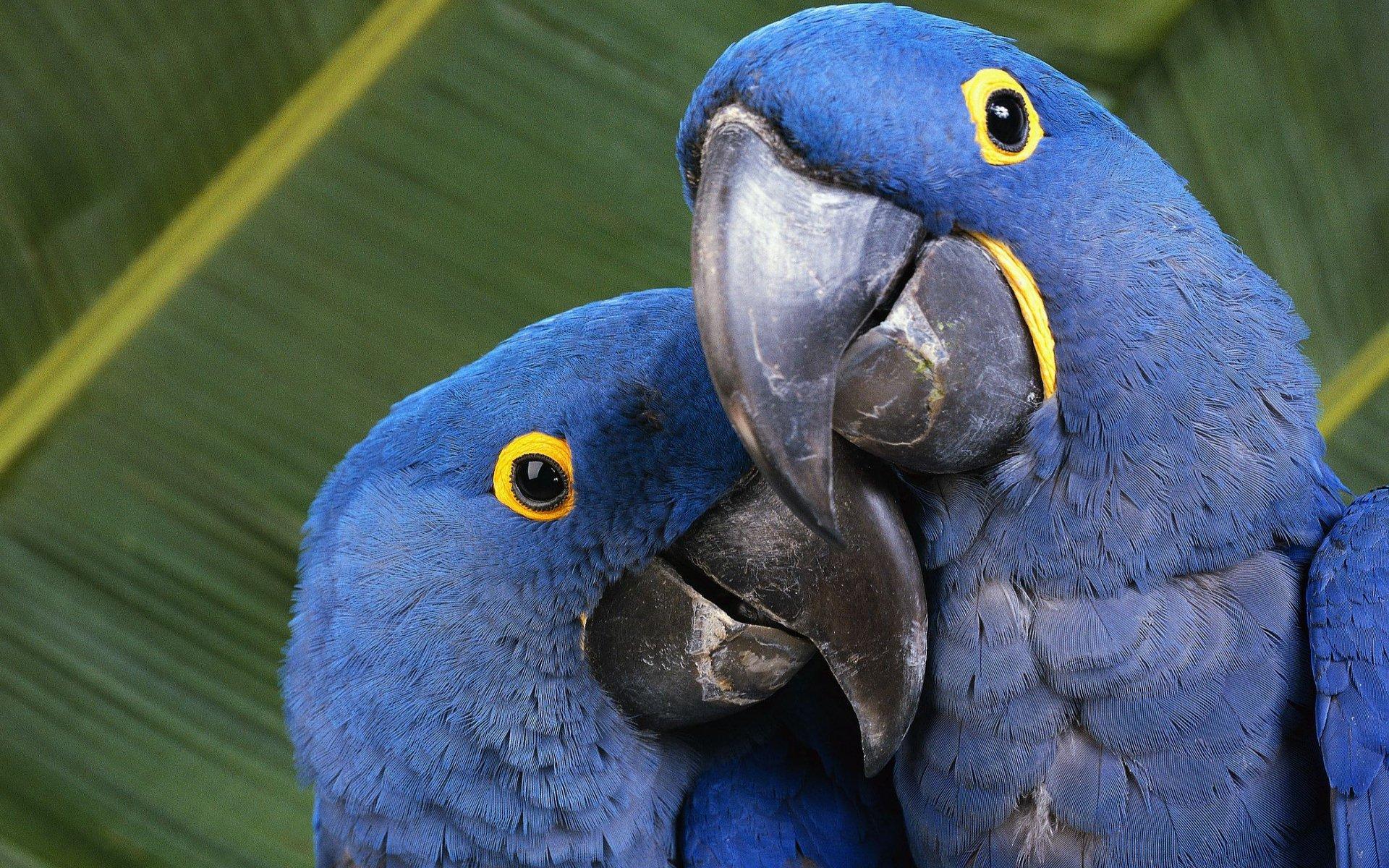 Blue Macaws HD Wallpapers