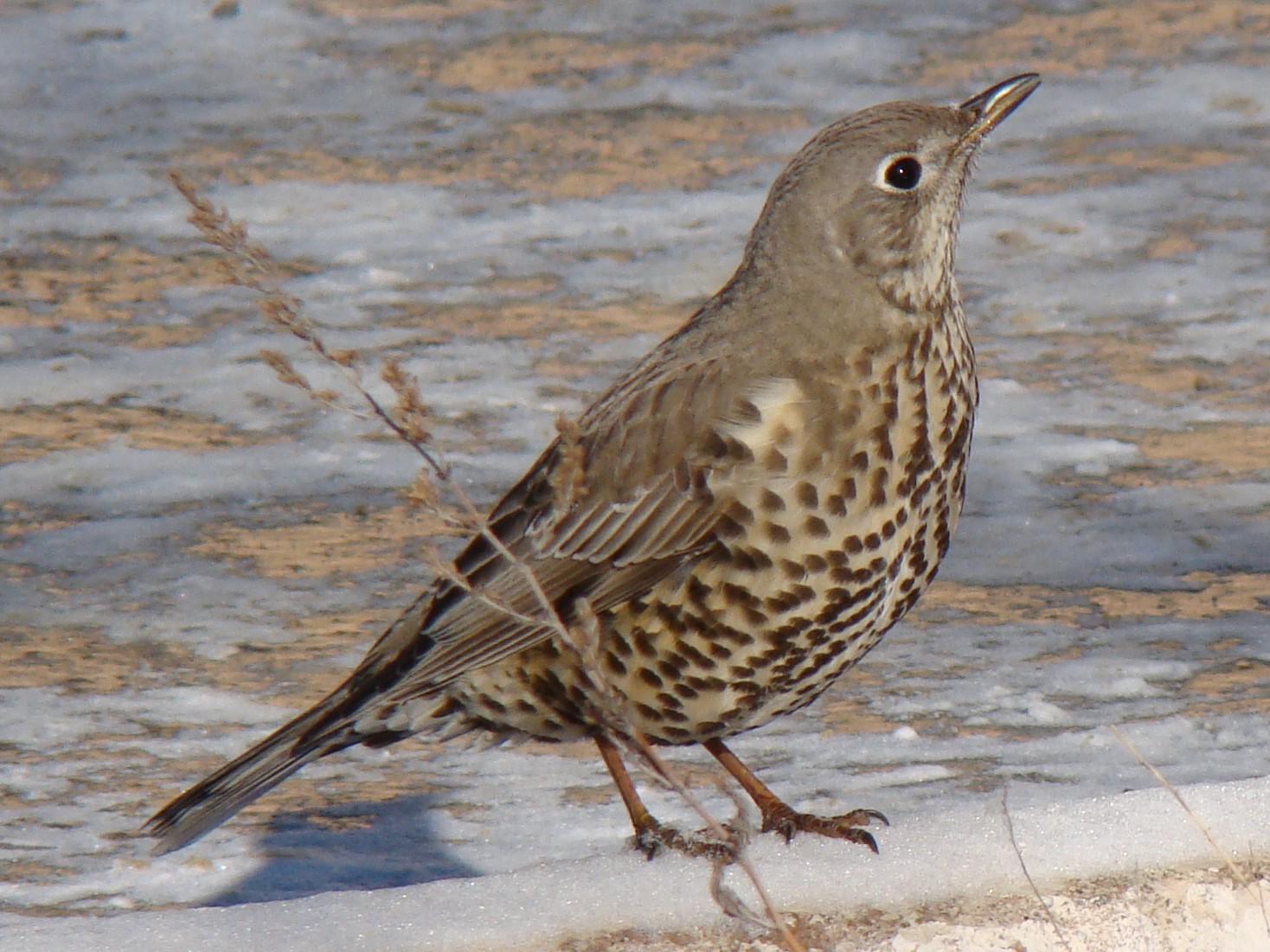 Mistle thrush