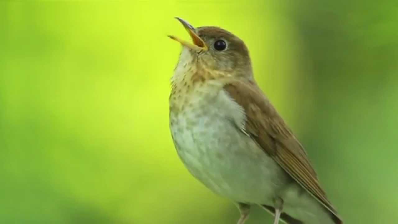 Veery Thrush