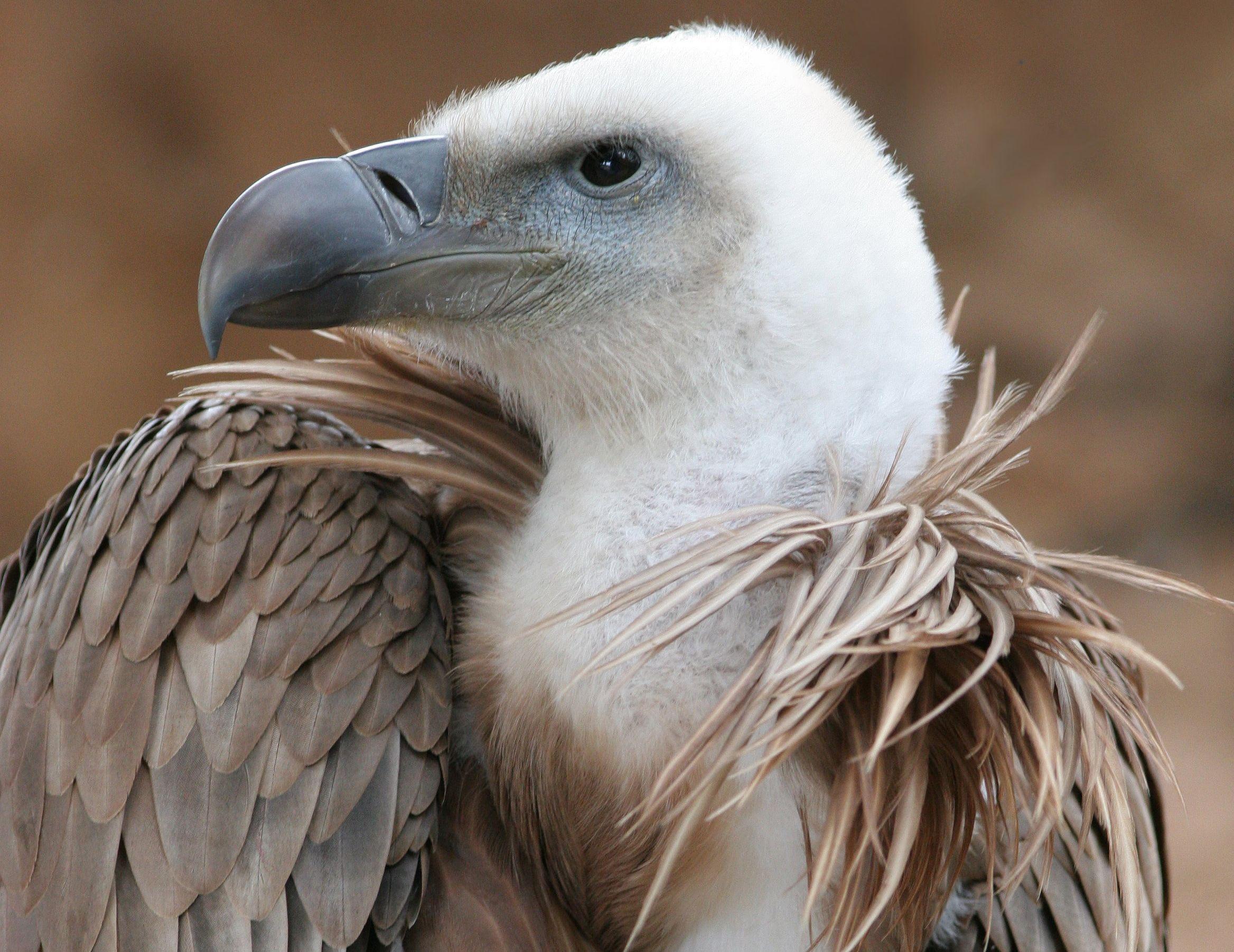 HD Griffon Vulture Wallpapers