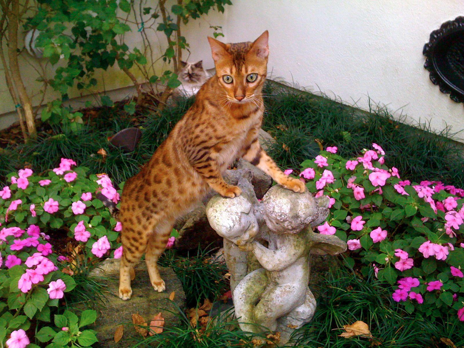 Bengal photos and wallpapers. Beautiful Bengal pictures