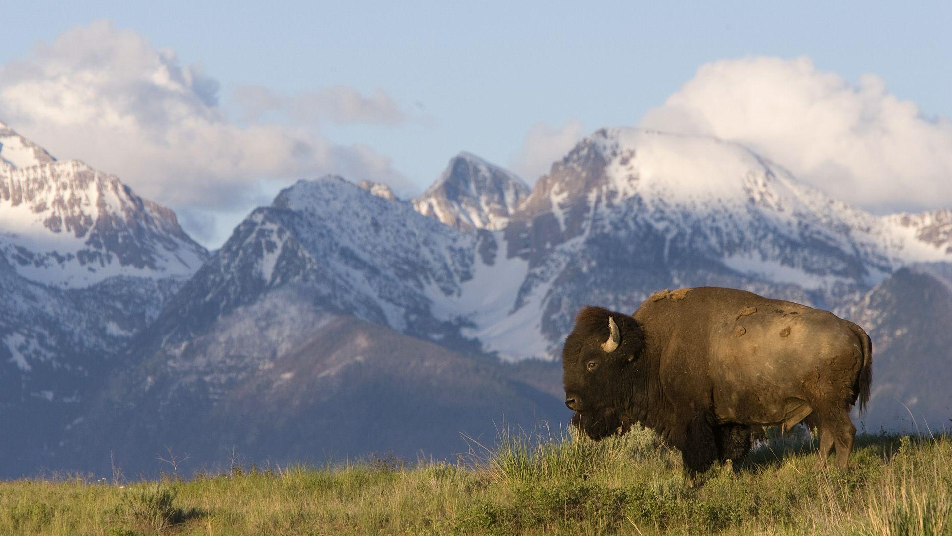 Bison Wallpapers HD 30865 ~ HDWallSource