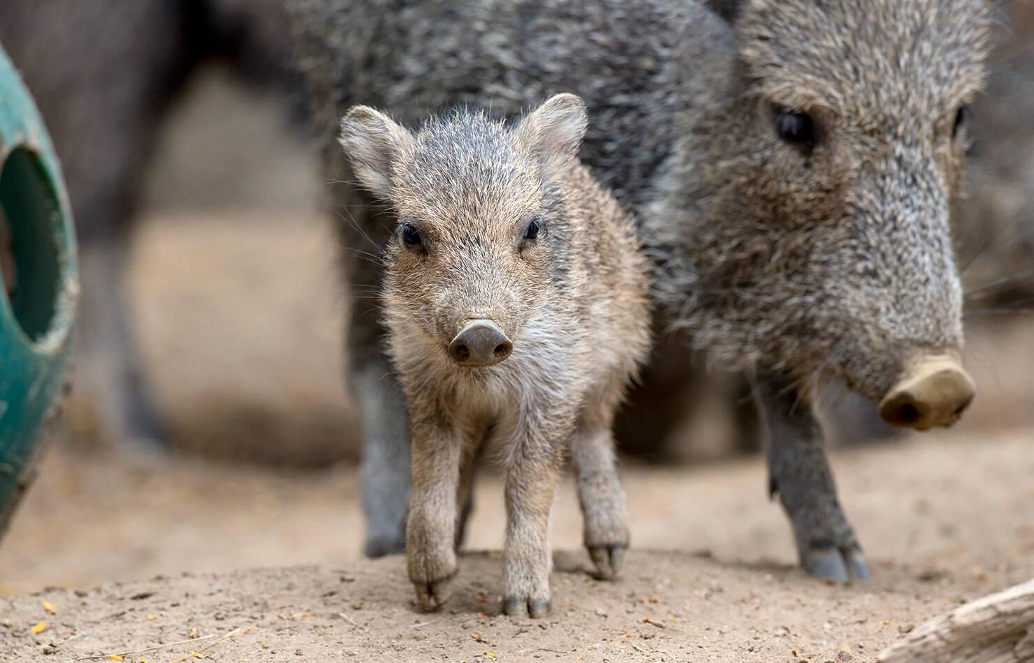 Peccary