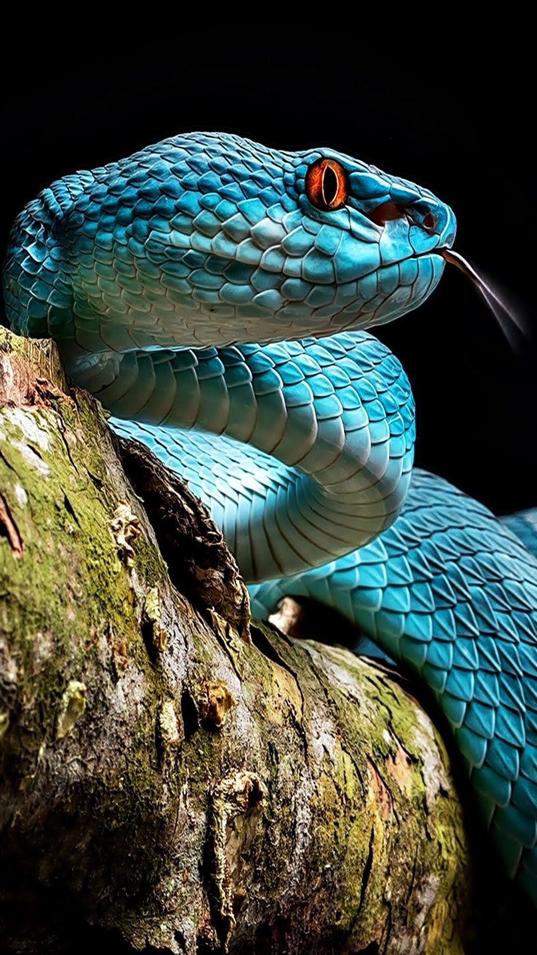 Pit Viper