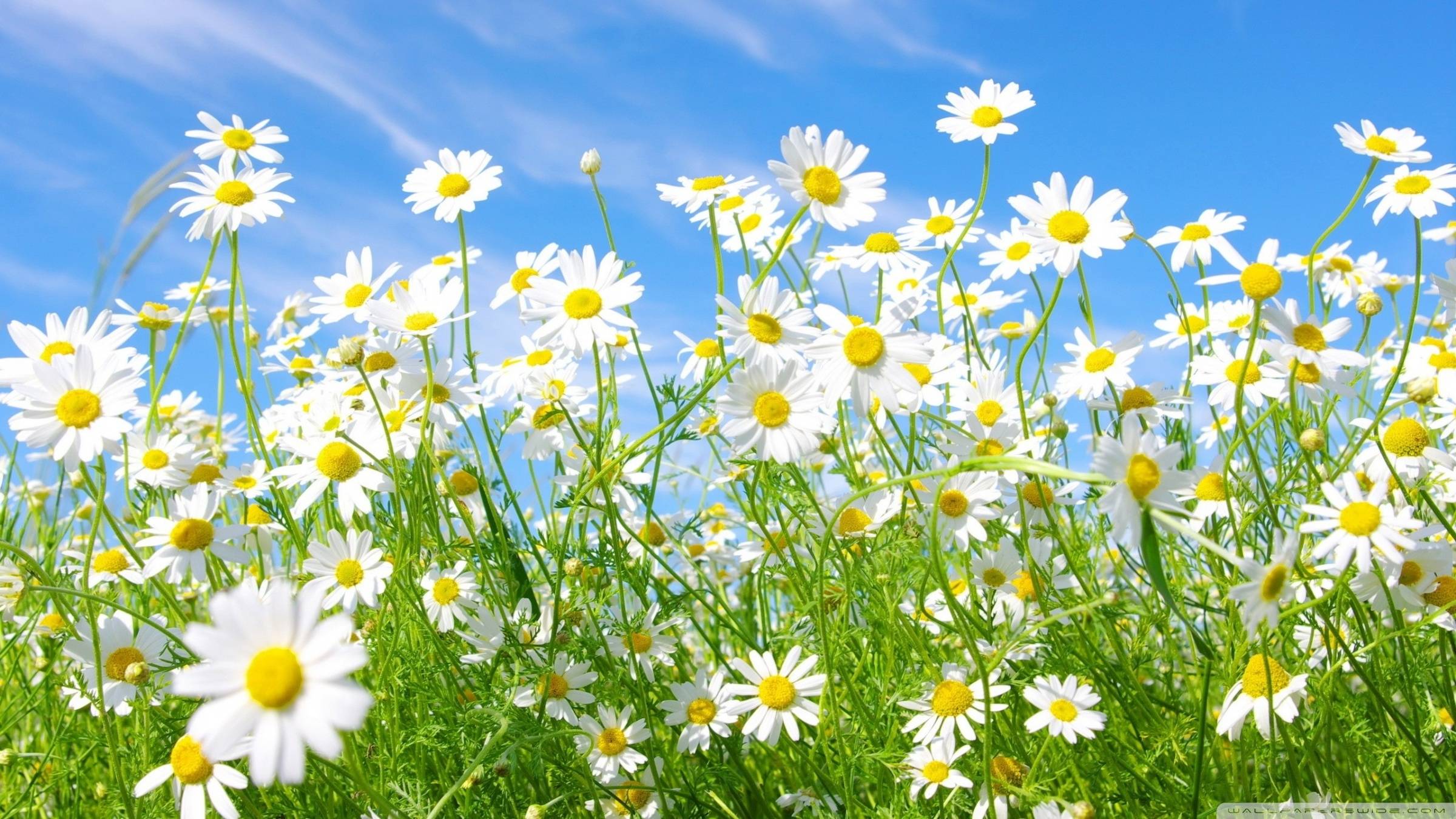 Daisy Wallpapers Hd