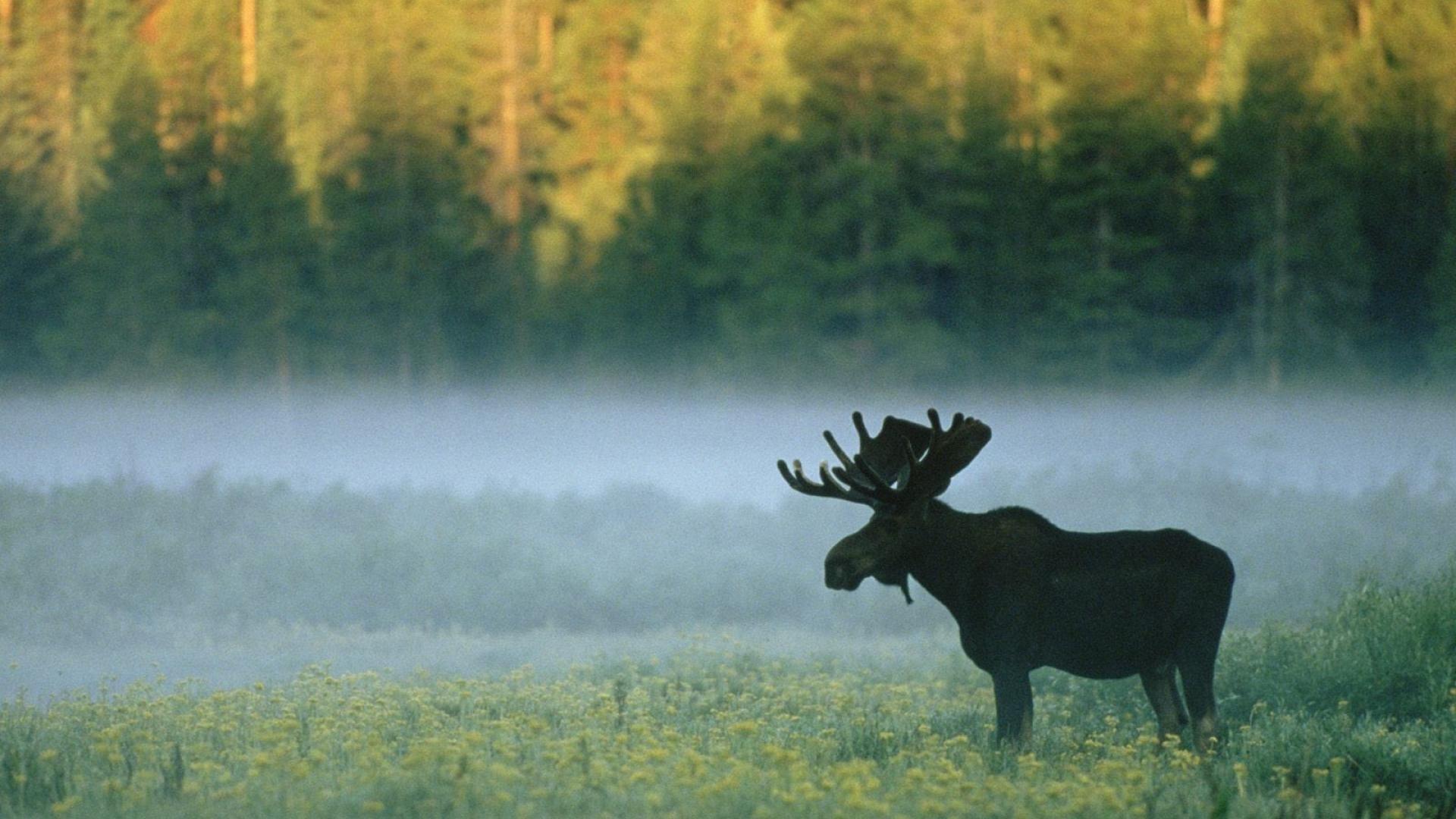 Mist wyoming standing yellowstone national park moose wallpapers