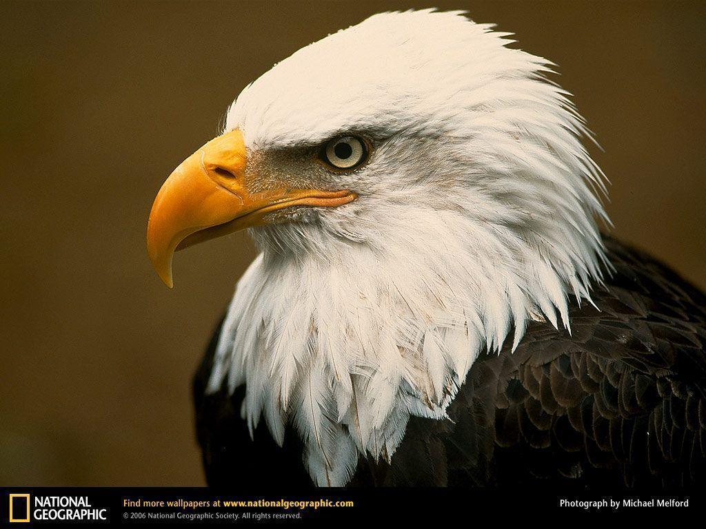 Bald Eagle Picture,Bald Eagle Desktop Wallpaper, Free Wallpapers