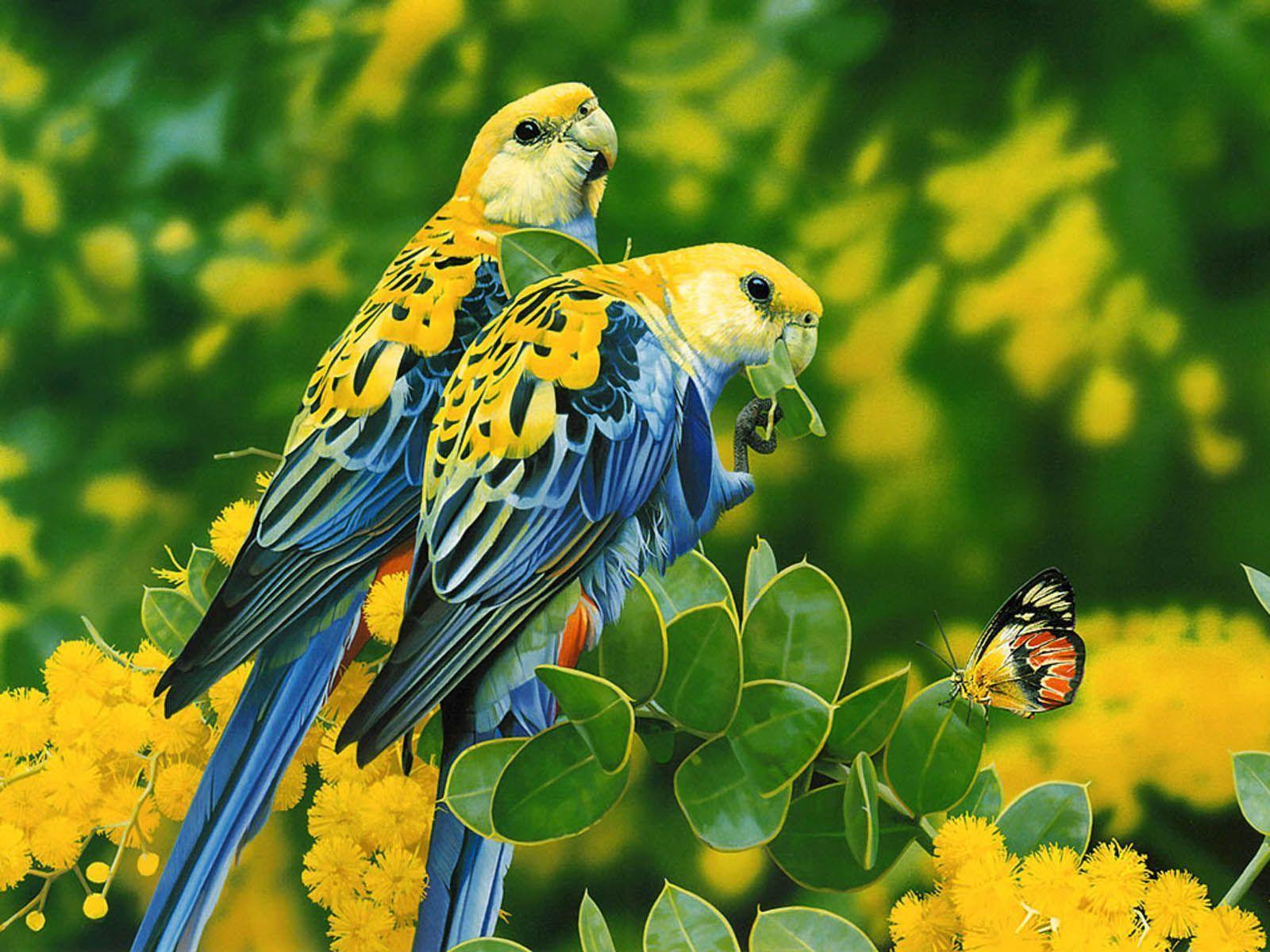 Love Birds Wallpapers 09