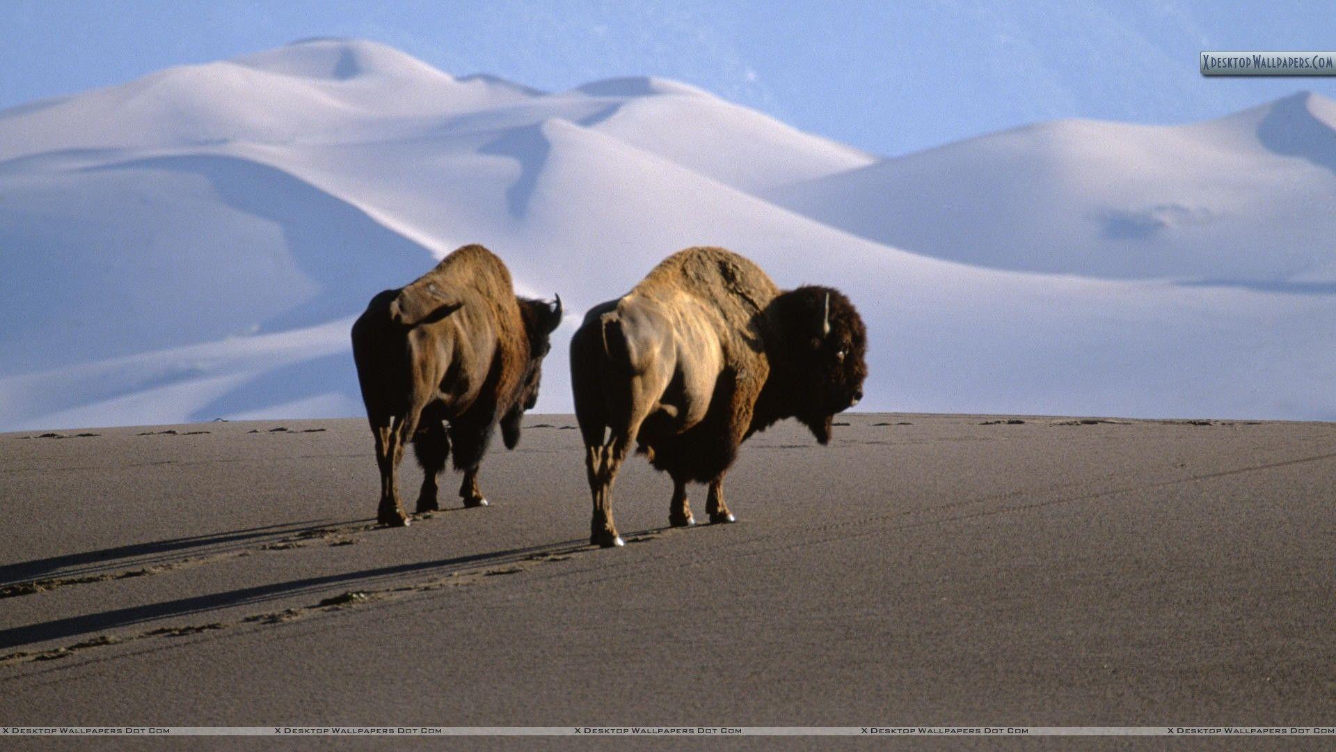 Bison, Medano Zapata Ranch, The Nature Conservatory Preserve Wallpapers