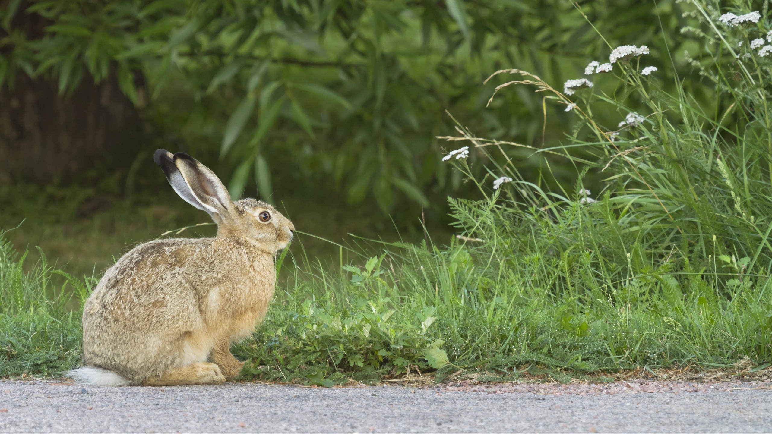 Download wallpapers hare, rabbit, grass, fright