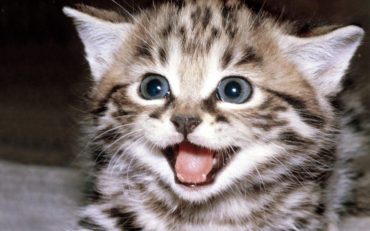 Cute Kitten Wallpapers