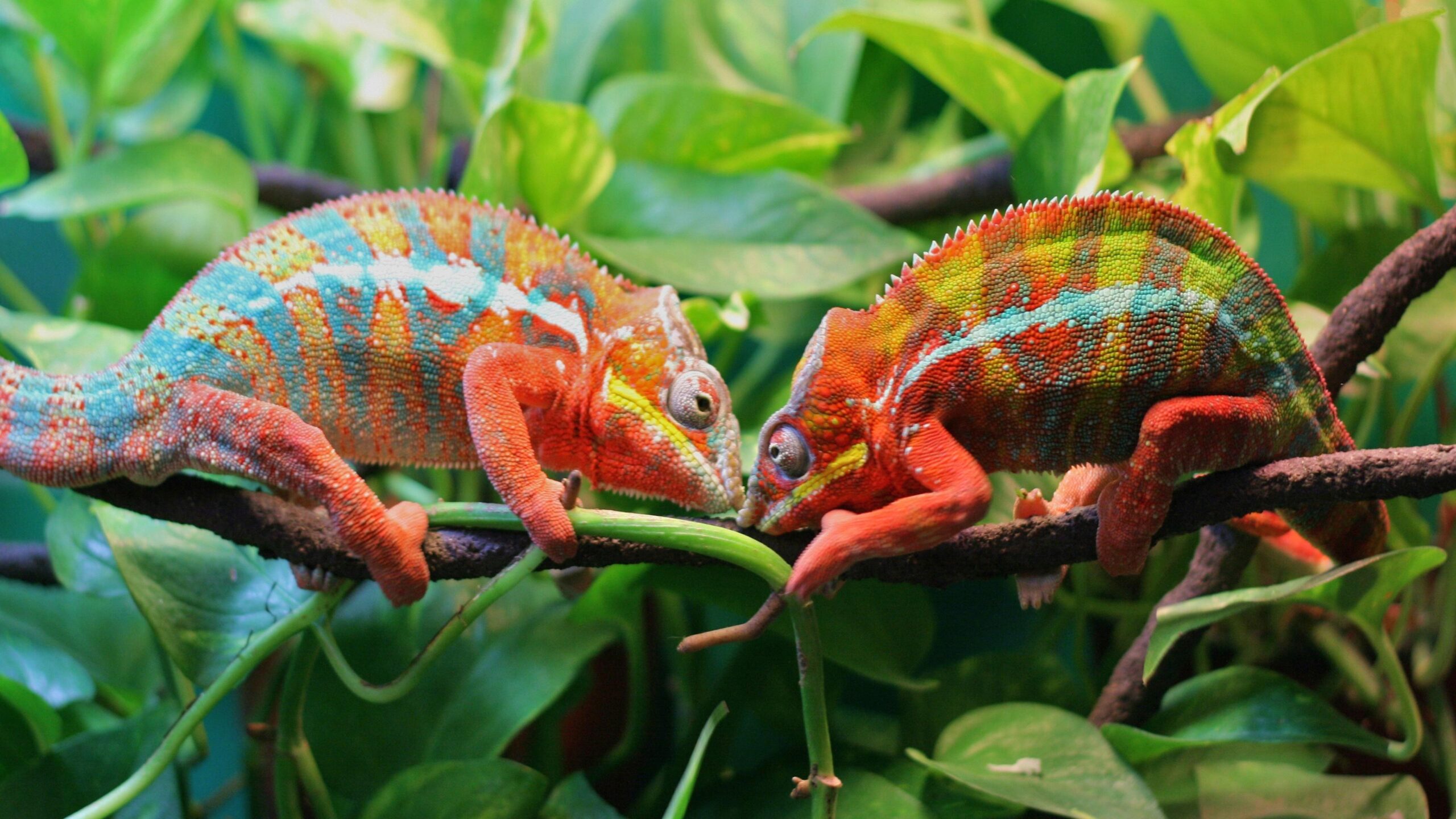 Two Chameleons On A Tree 4K UltraHD Wallpapers