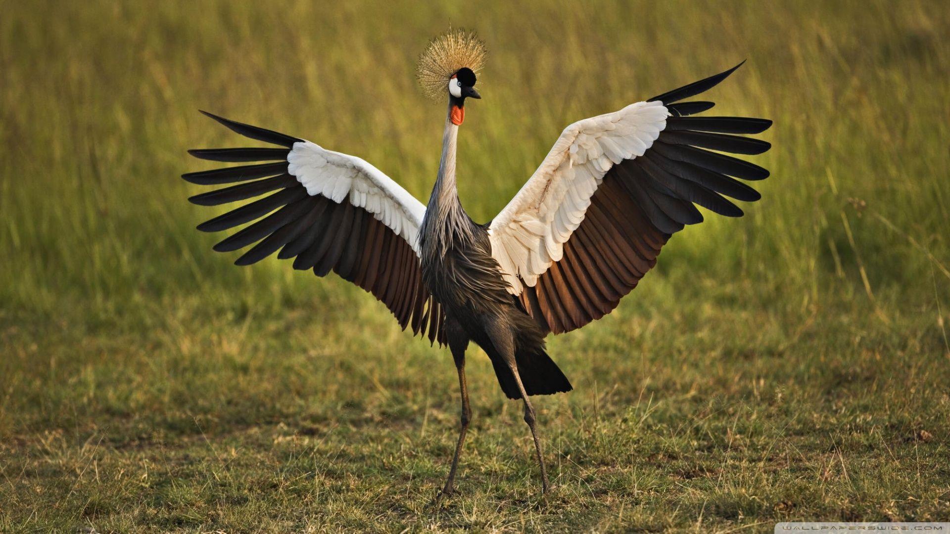 African Crowned Crane Masai Mara Kenya HD desktop wallpapers