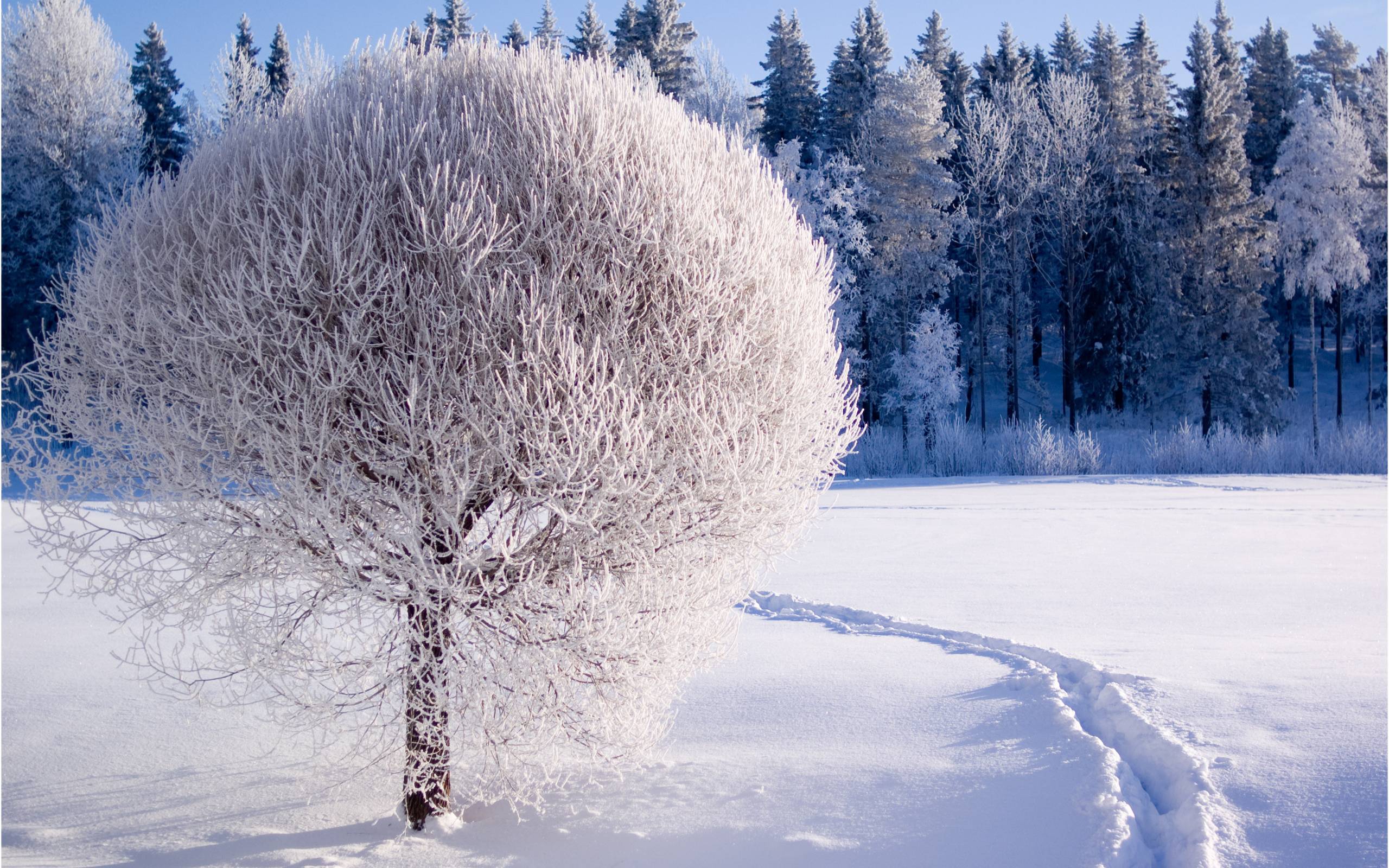 1682 Winter Wallpapers