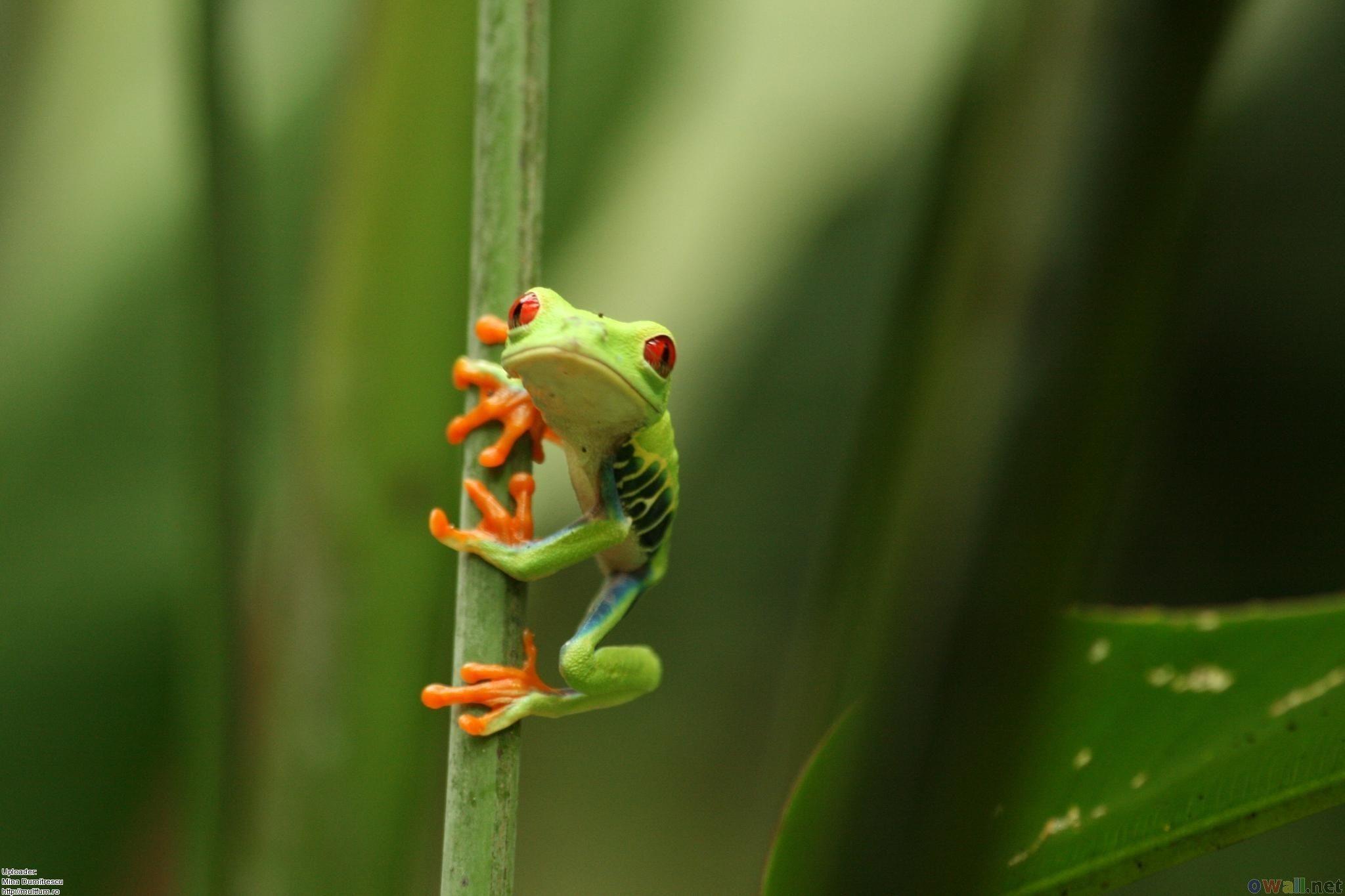 Desktop Wallpapers Cute Frogs 1024 X 768 75 Kb