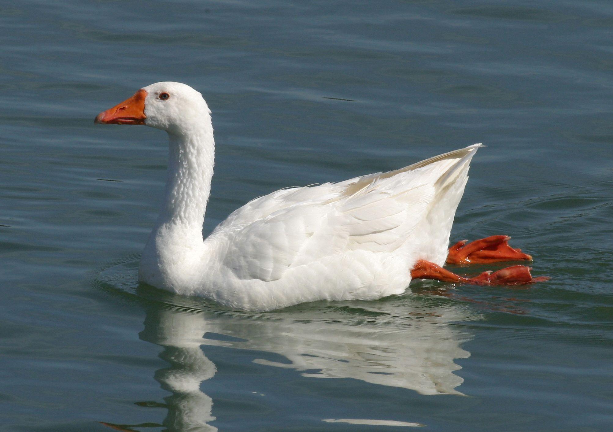 Snow Goose Wallpapers, Collection of Snow Goose Backgrounds, Snow