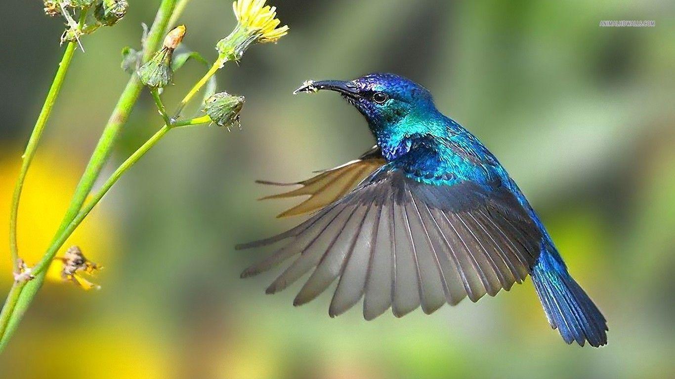 Hummingbird wallpapers #