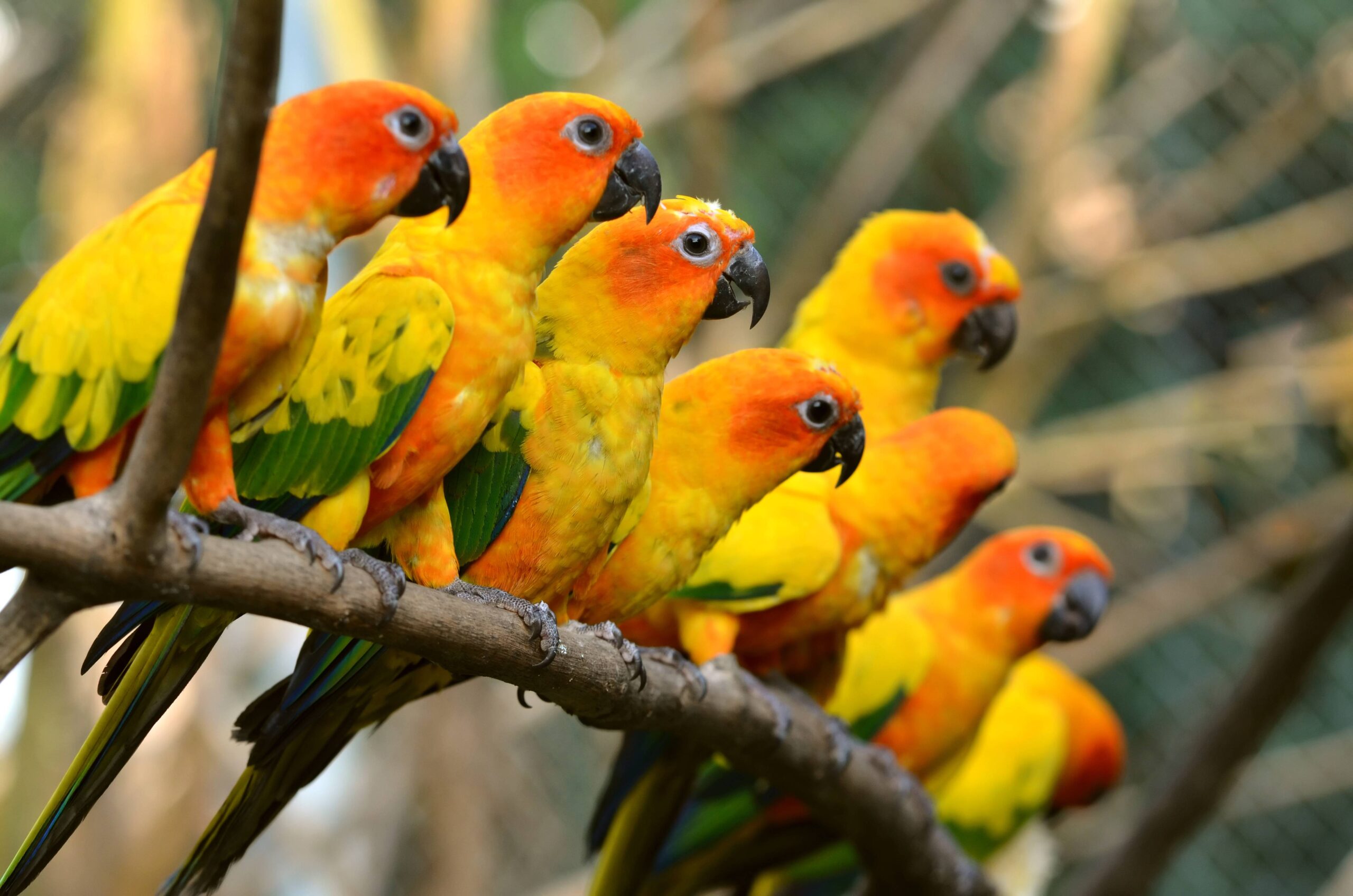 128 Parrot Wallpapers