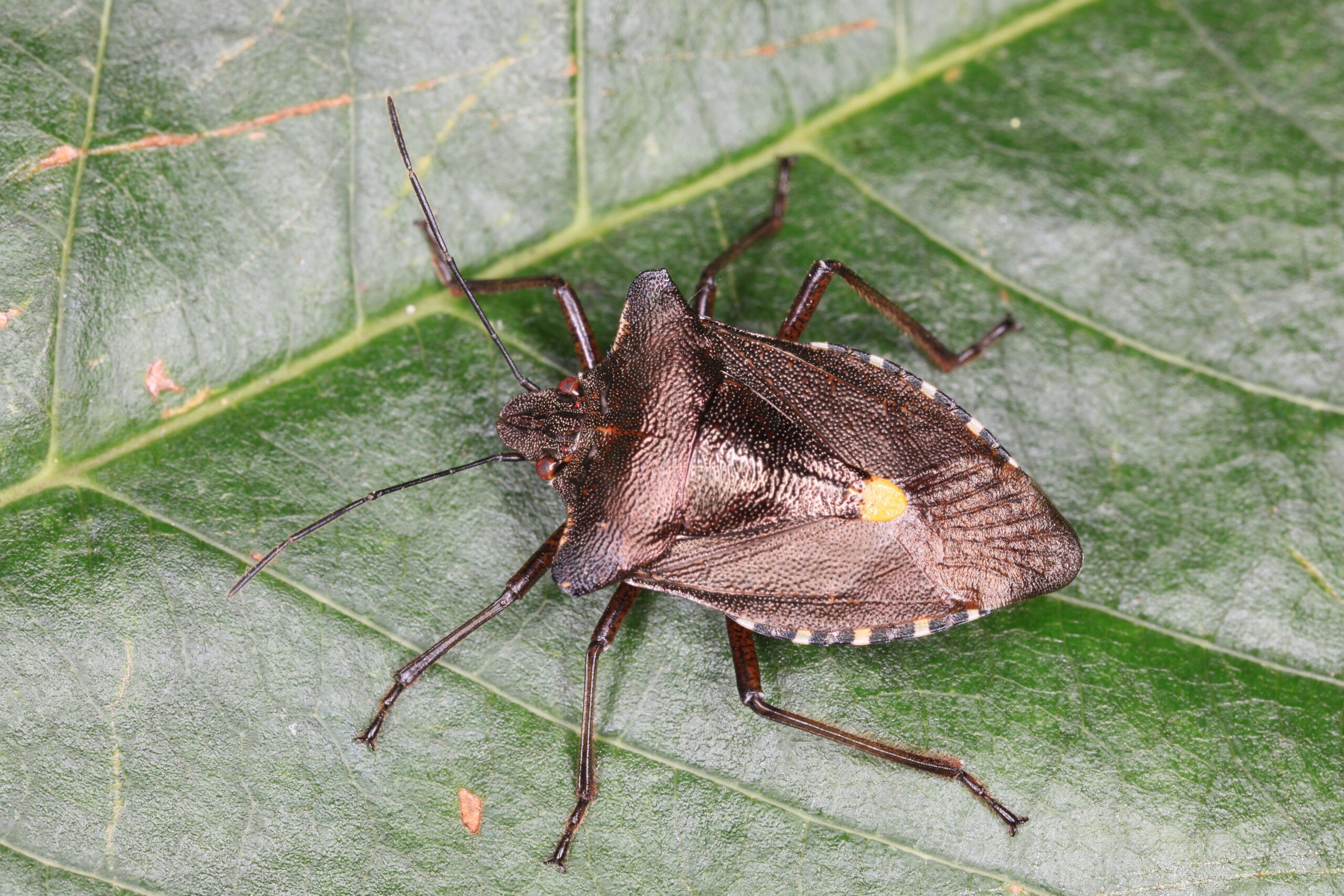 Download Closeup nature insects bugs macro stink