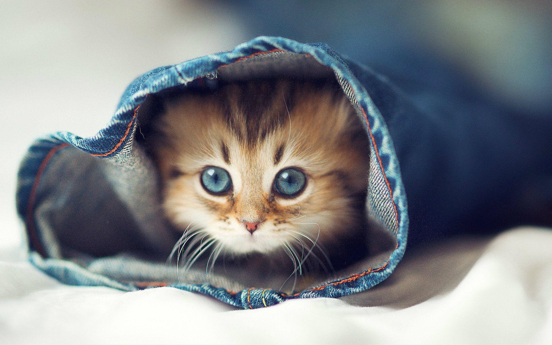 Most Beautiful Cats Wallpapers HD Photos Image Download – HD