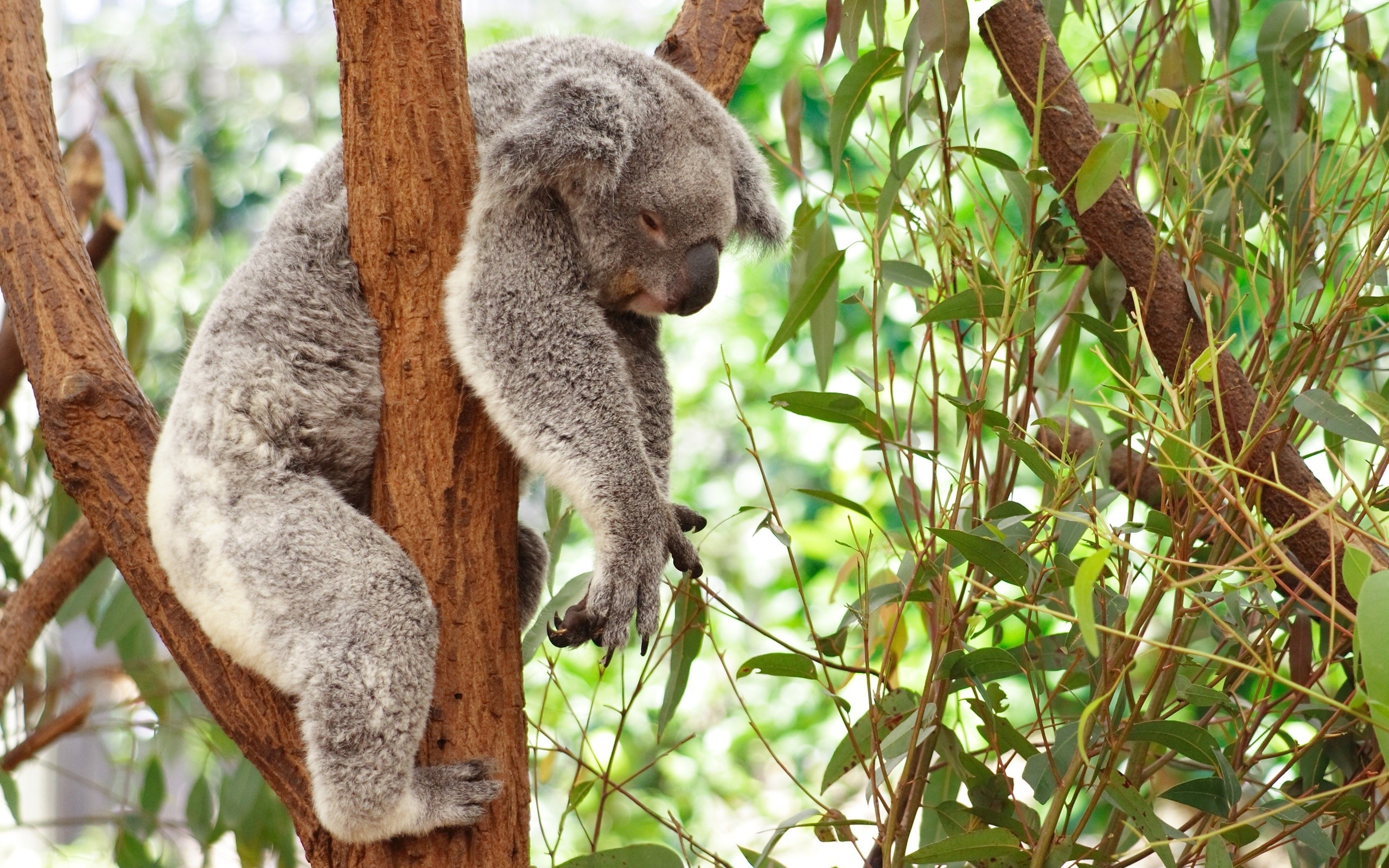 Baby Koala Wallpapers