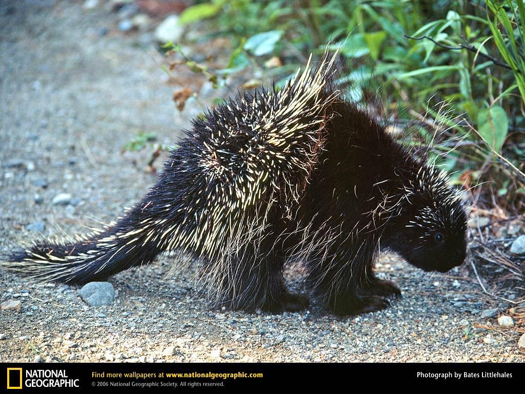 Free Porcupine Wallpapers download