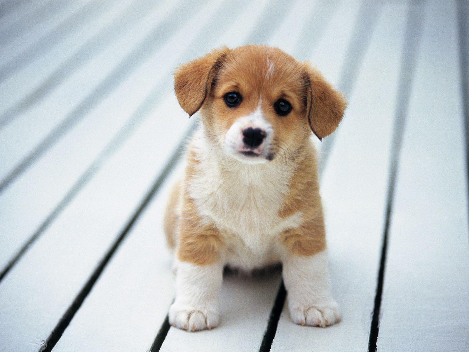 Collection of Puppies Wallpapers on HDWallpapers