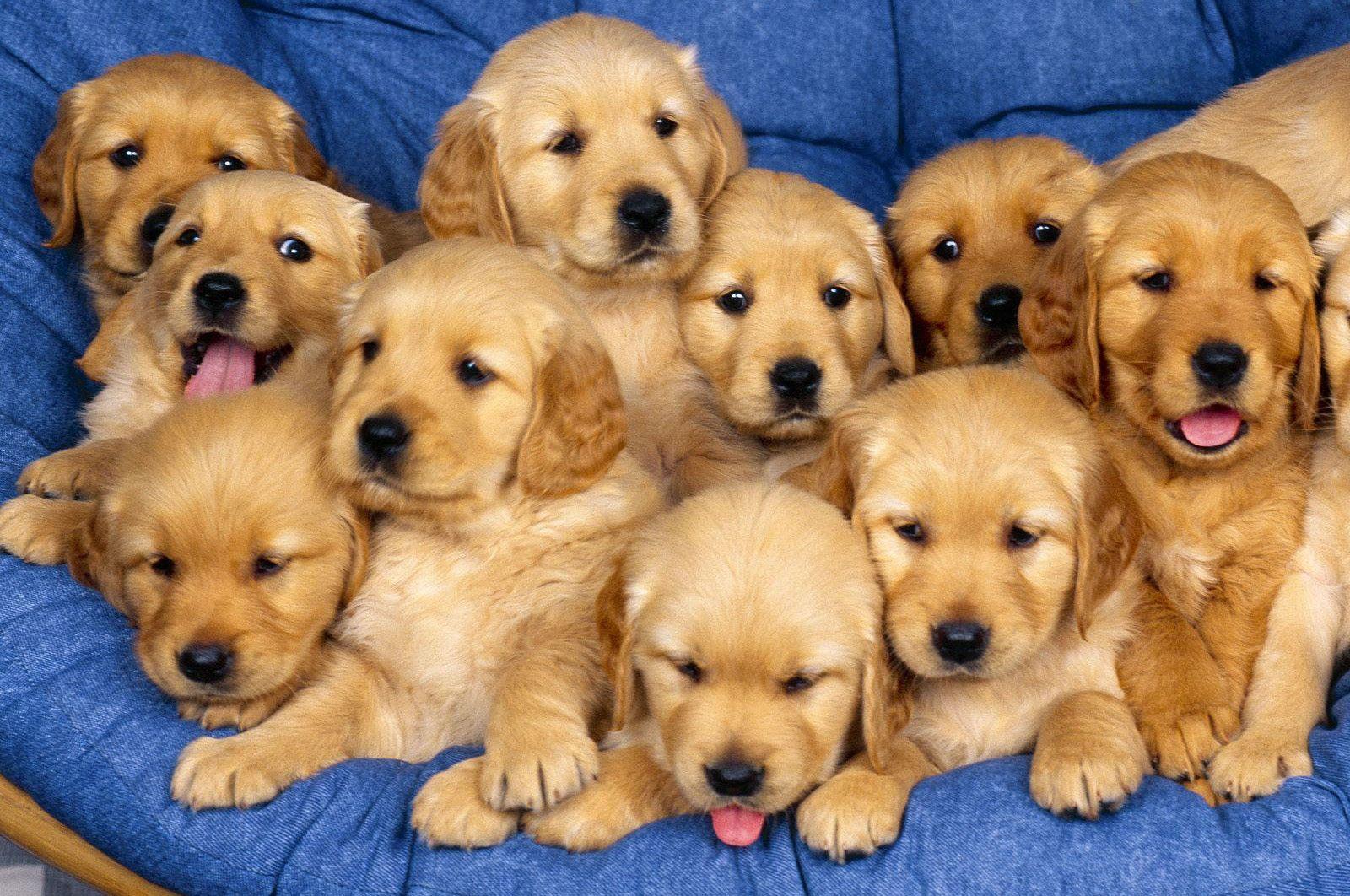 Hd Wallpapers Puppies