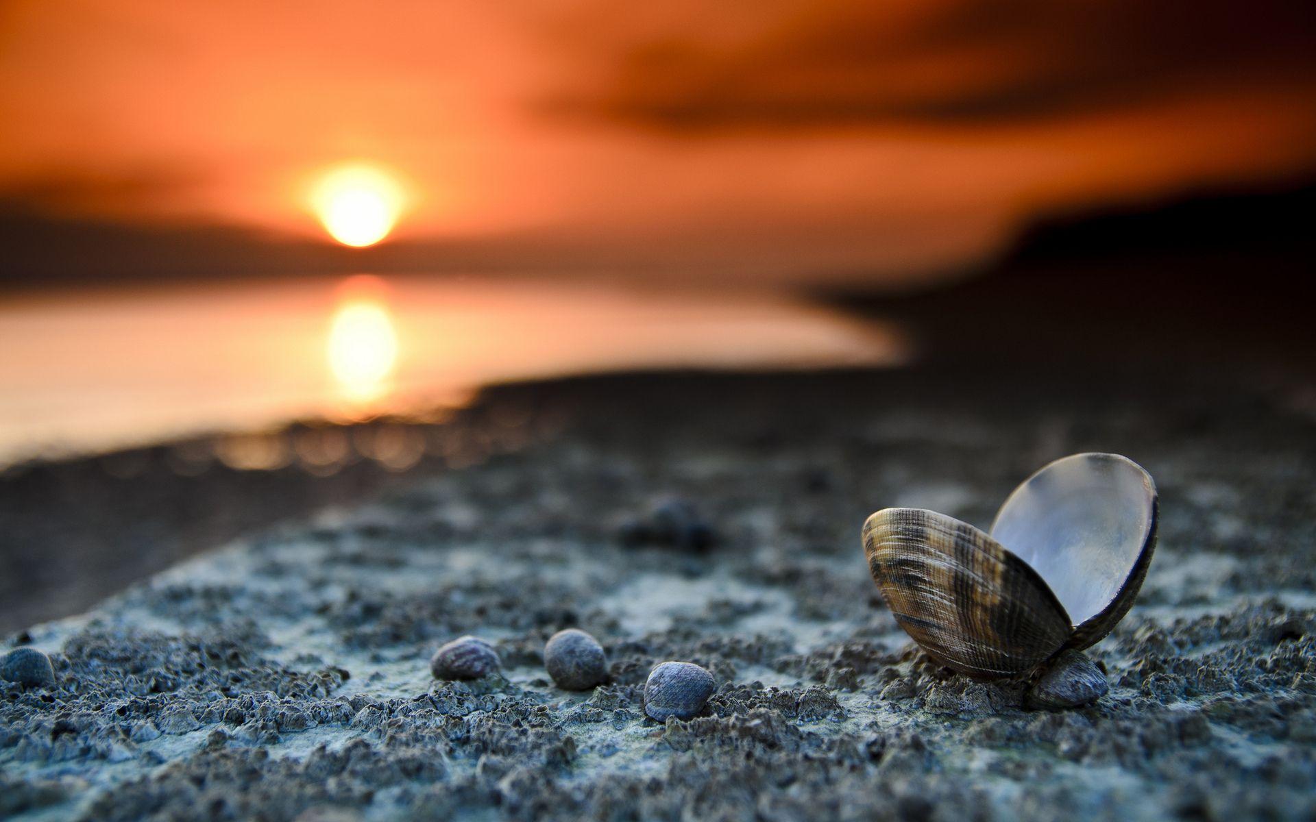 beach shells mussels sunset free hd wallpapers beach shells