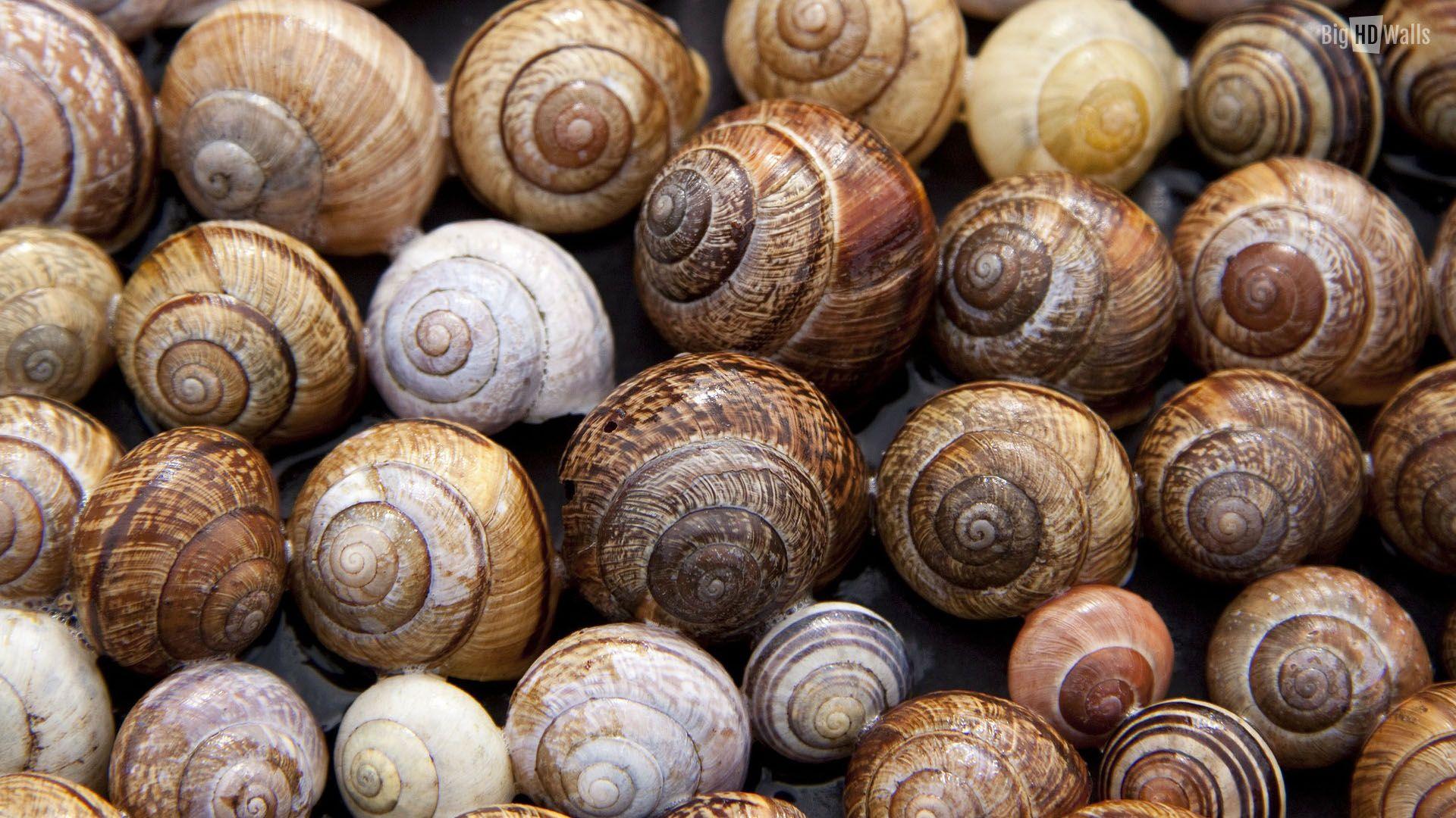 Snail Sh HD Wallpaper, Backgrounds Image