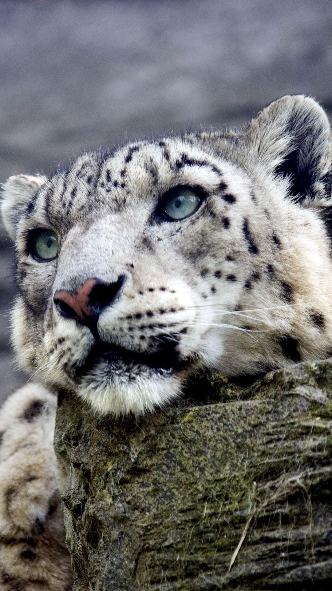 Snow Leopard iPhone 6S Plus Wallpapers